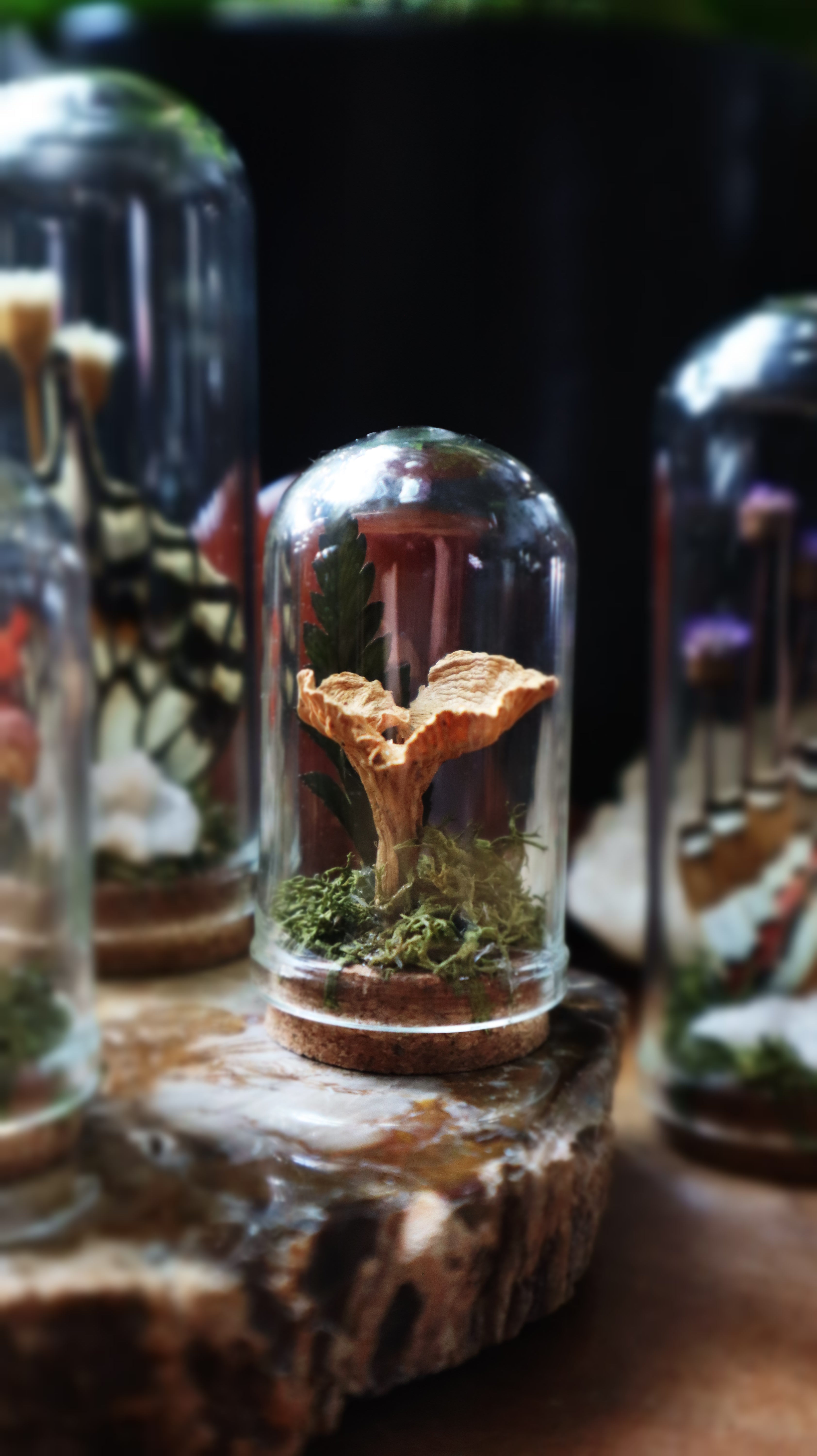 Mini Chanterllle Mushorom