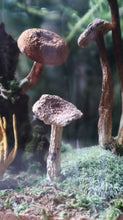 Load image into Gallery viewer, Large Mushroom Curisoity
