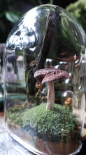 Load image into Gallery viewer, Large Mushroom Curiosity
