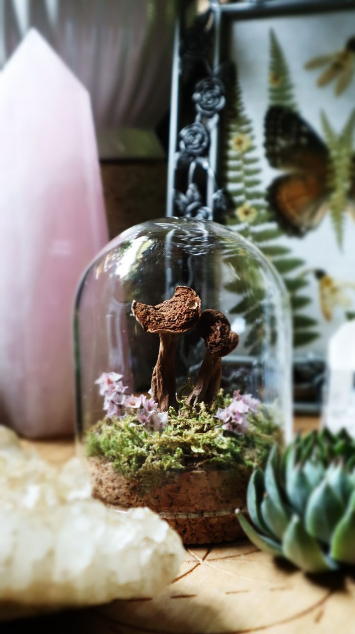 Real Preserved Mushroom Dome