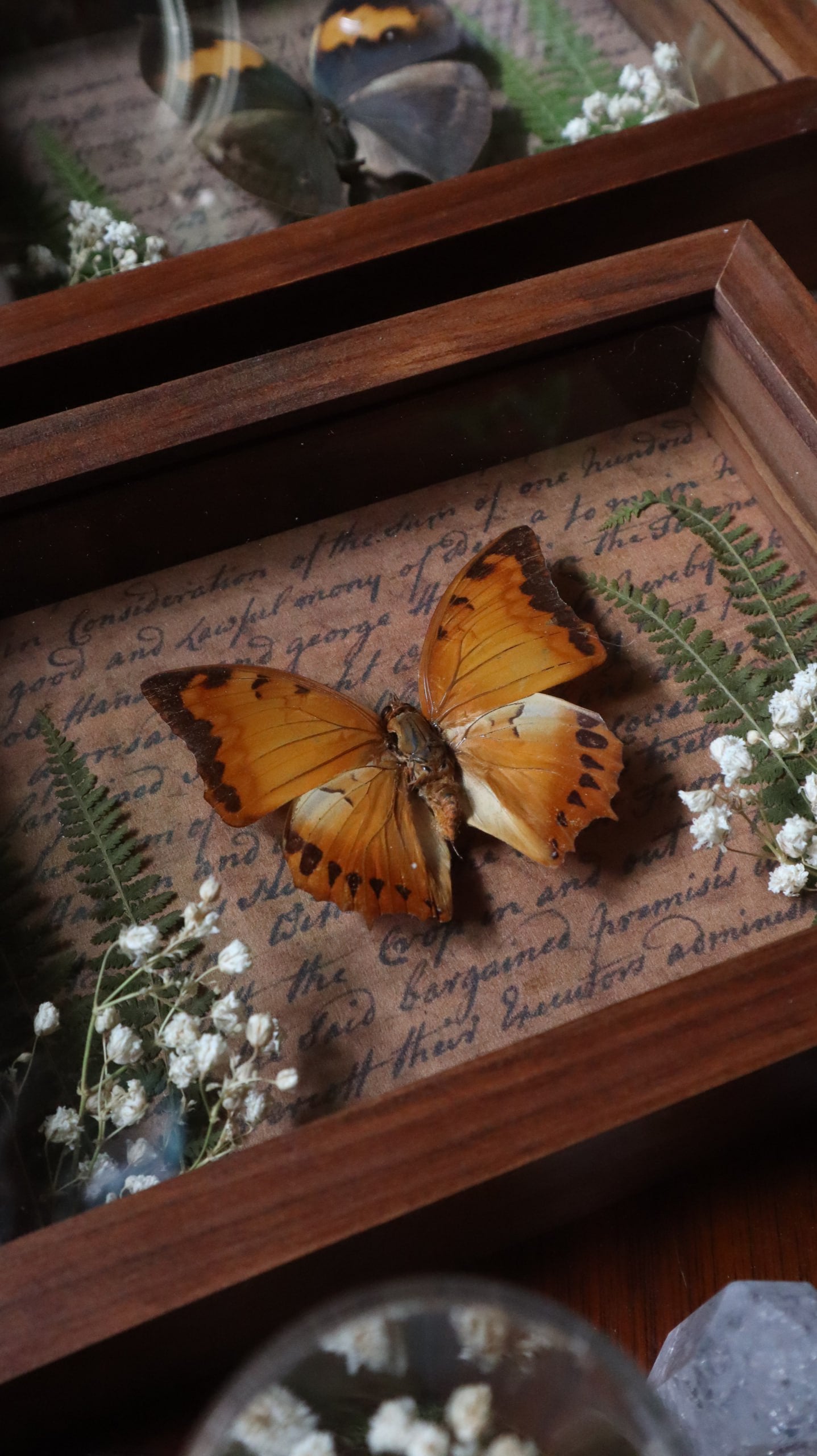 Orange Butterfly Framed Art