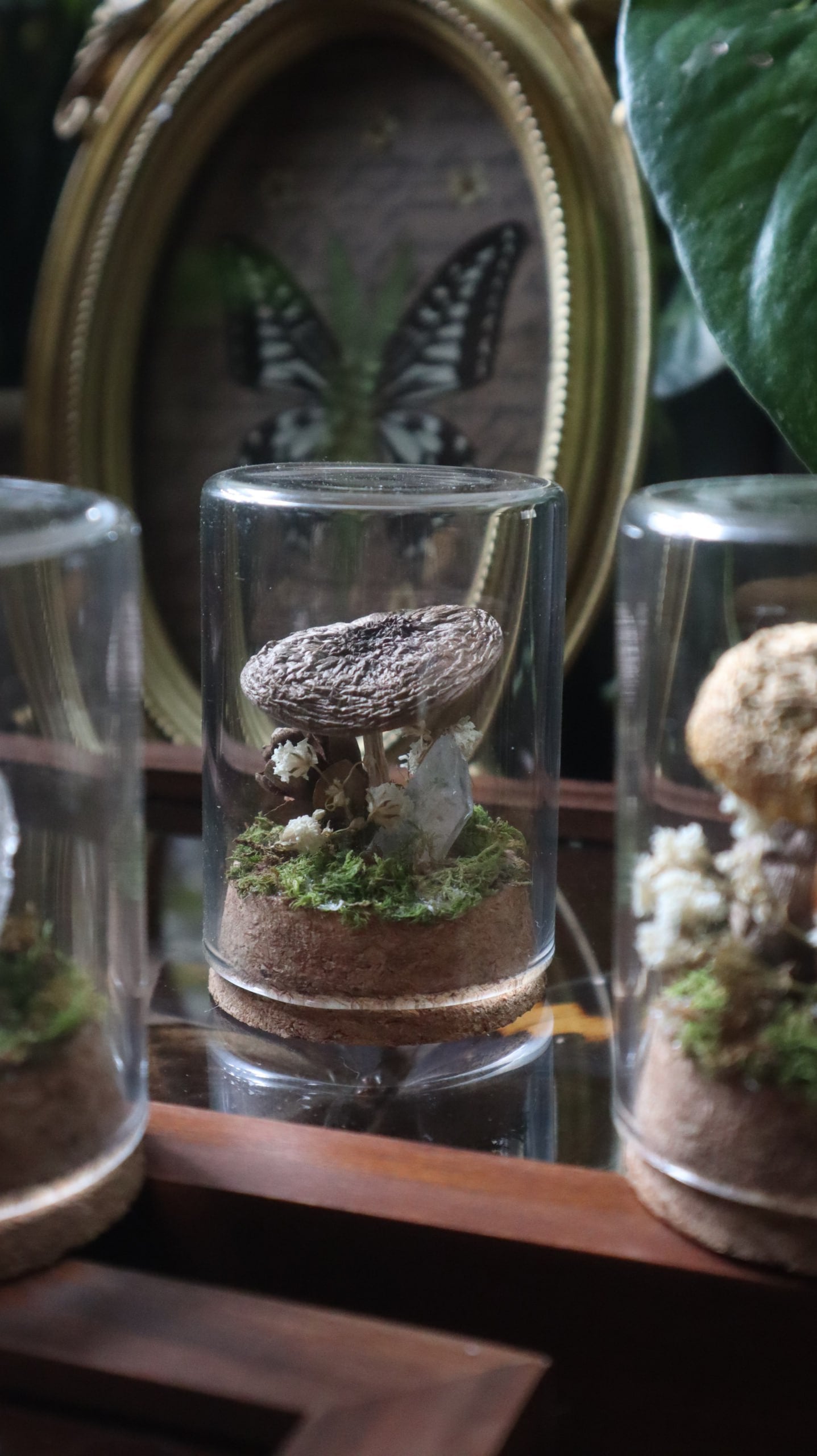 Preserved Woodland Mushroom Curiosity