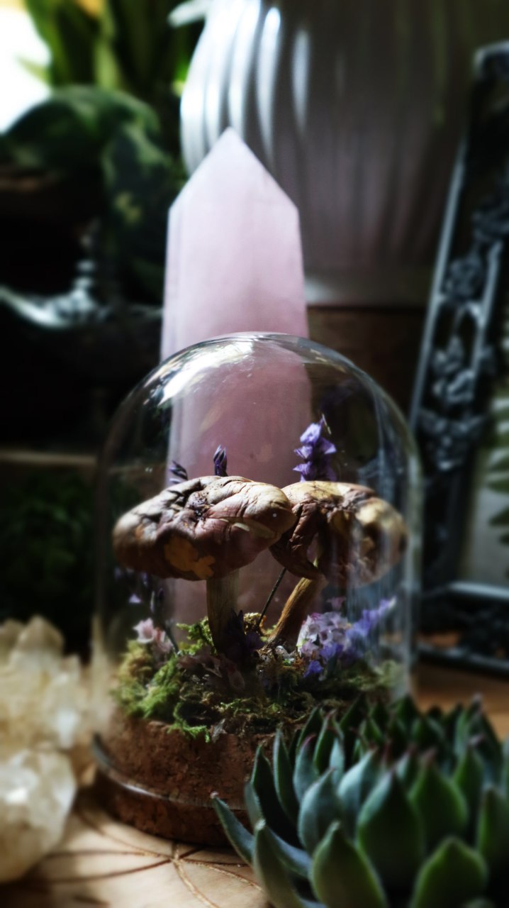 Real Preserved Mushroom Dome