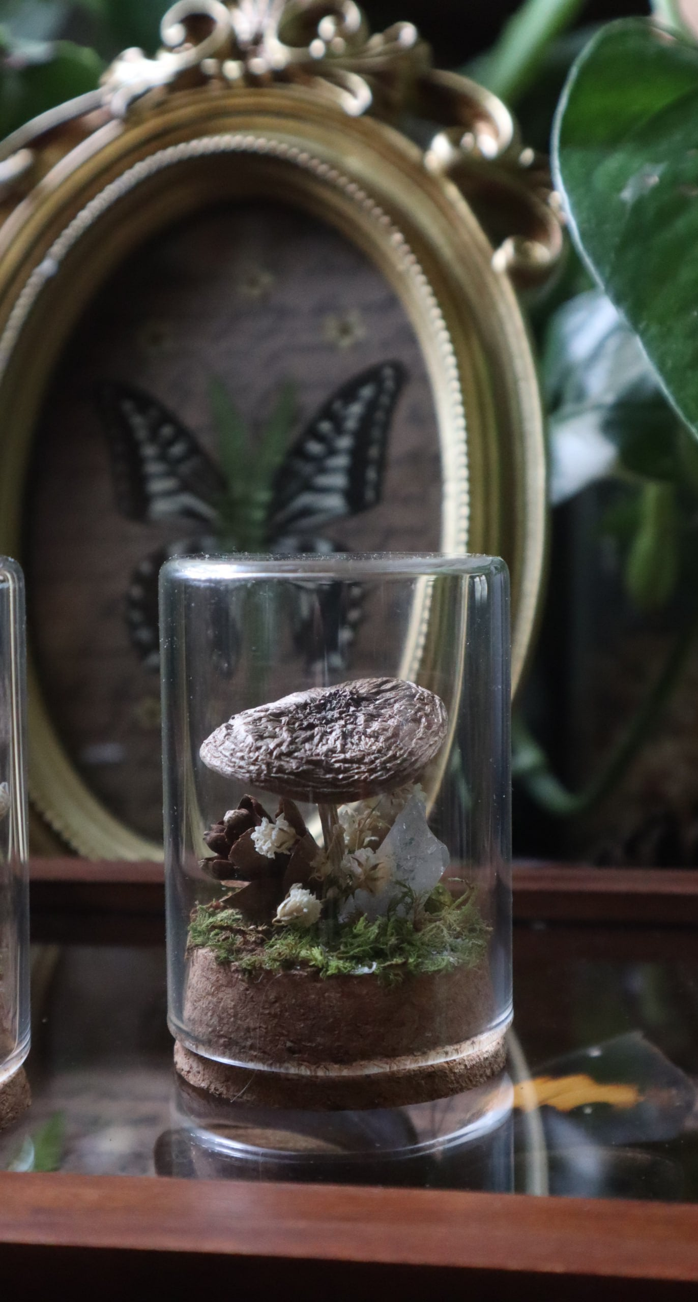 Preserved Woodland Mushroom Curiosity