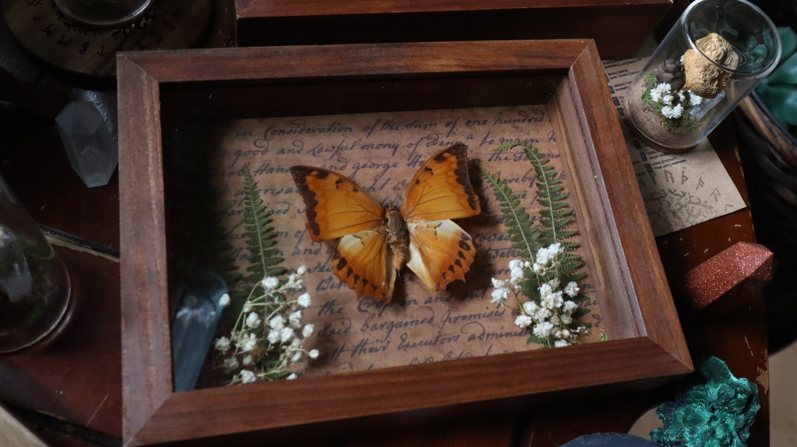 Orange Butterfly Framed Art