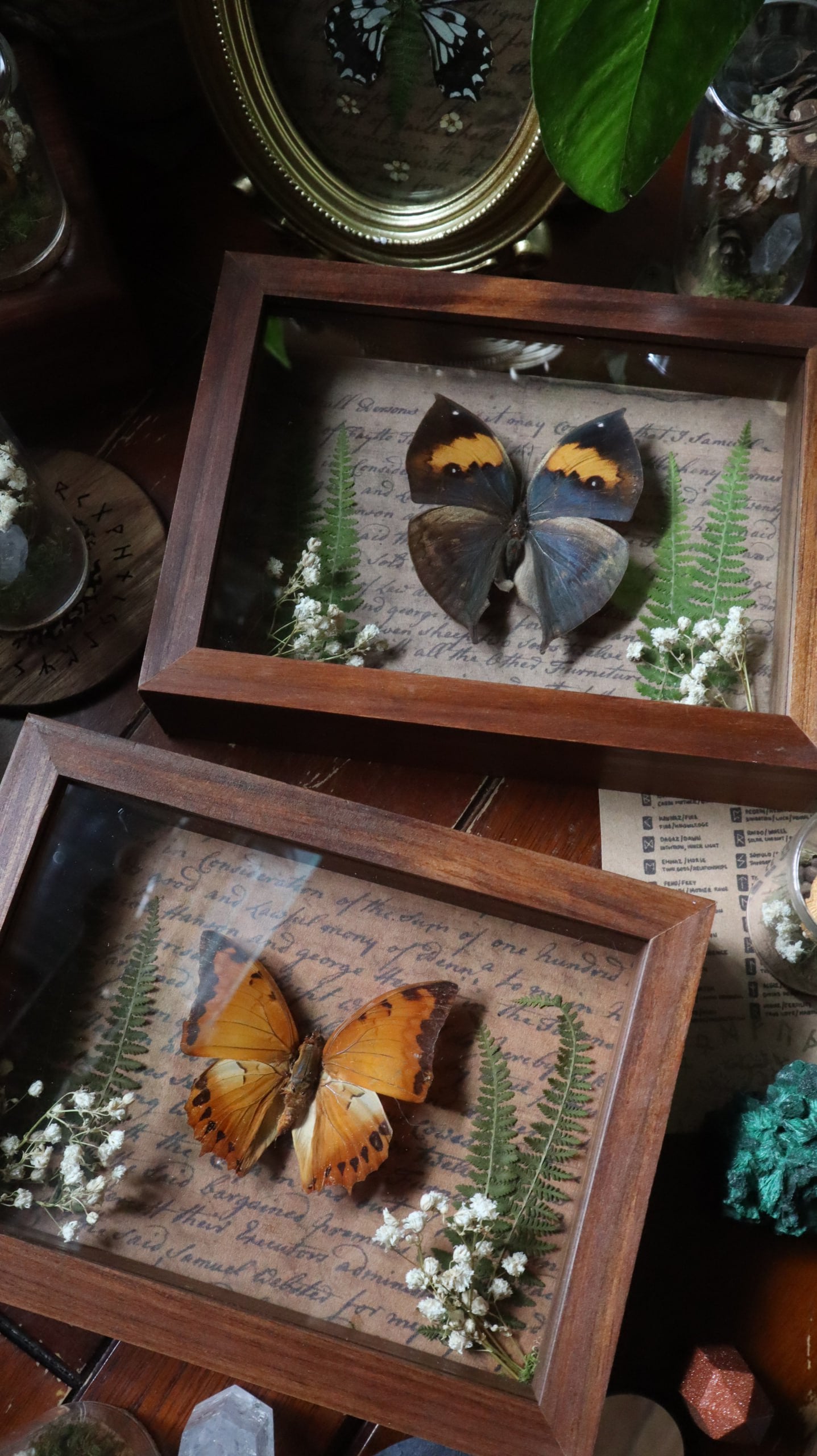 Brown Butterfly Framed Art