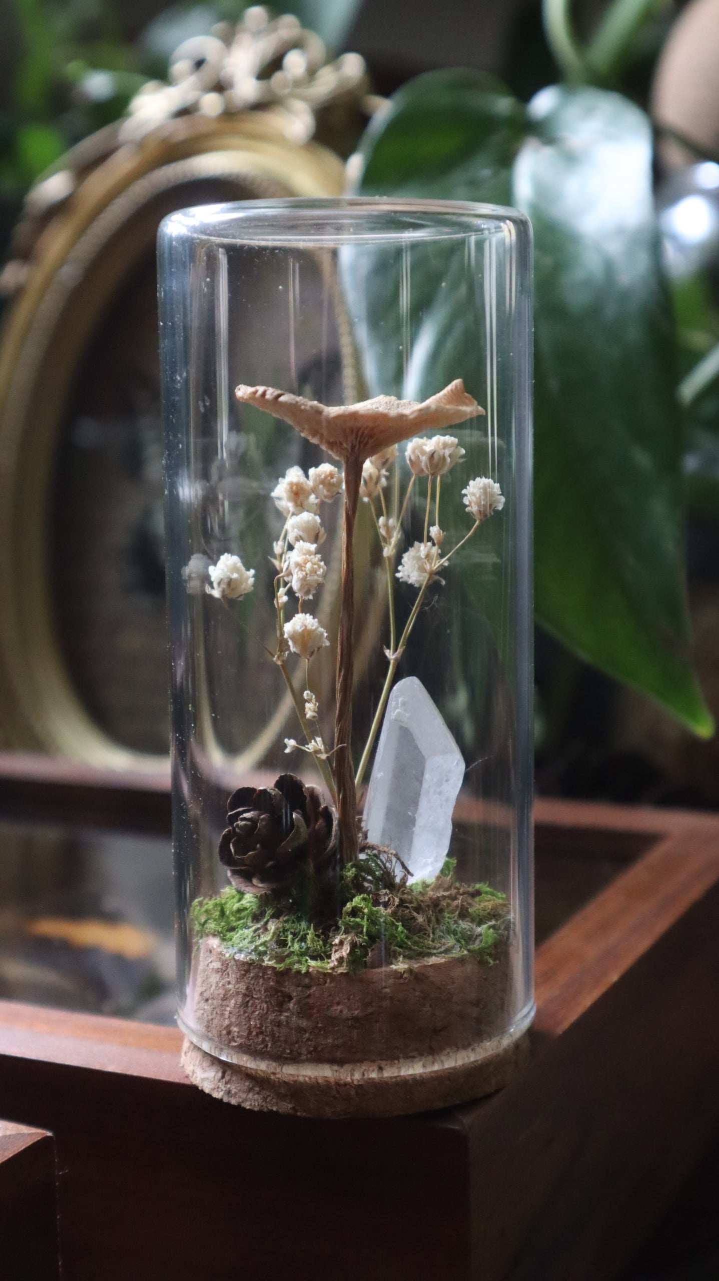 Preserved Woodland Mushroom Curiosity