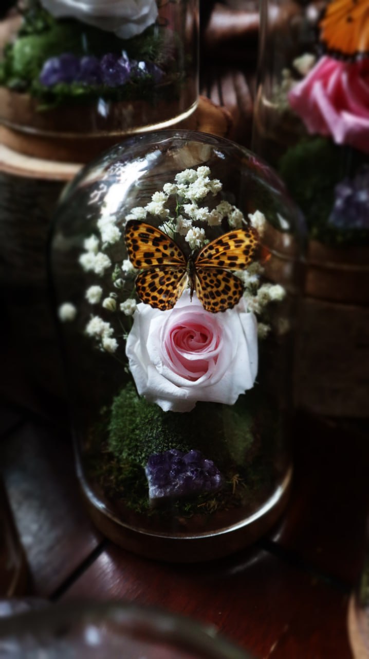 Preserved Butterfly & Rose Dome