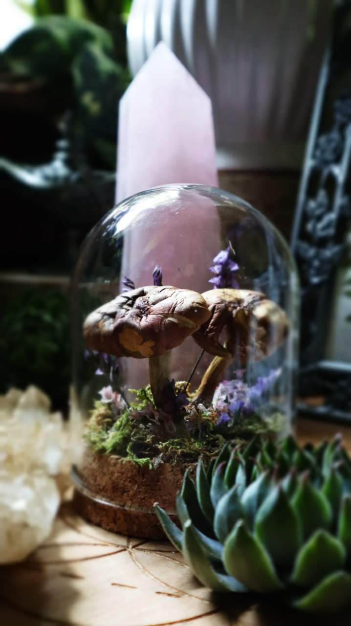 Real Preserved Mushroom Dome