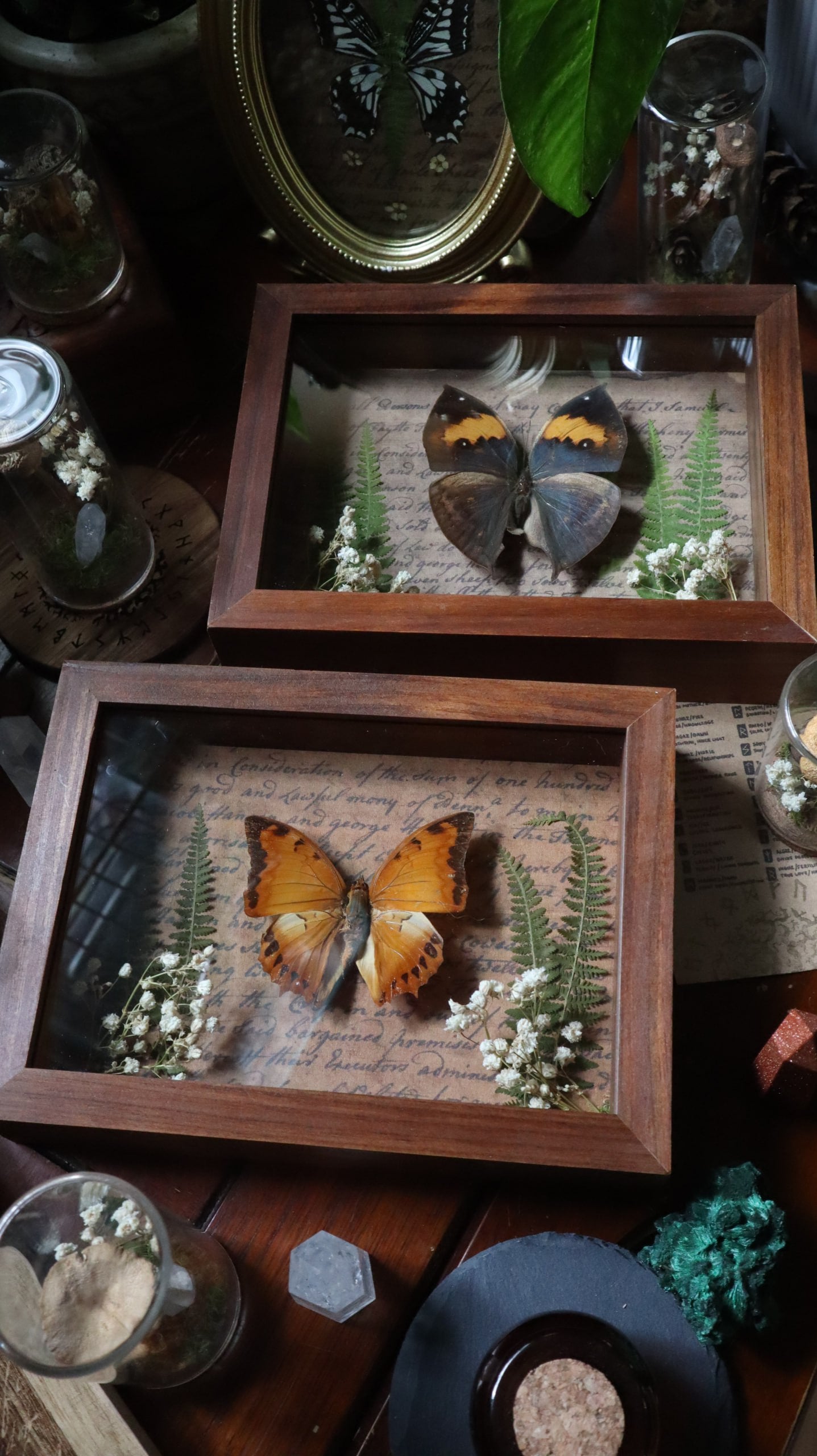 Orange Butterfly Framed Art