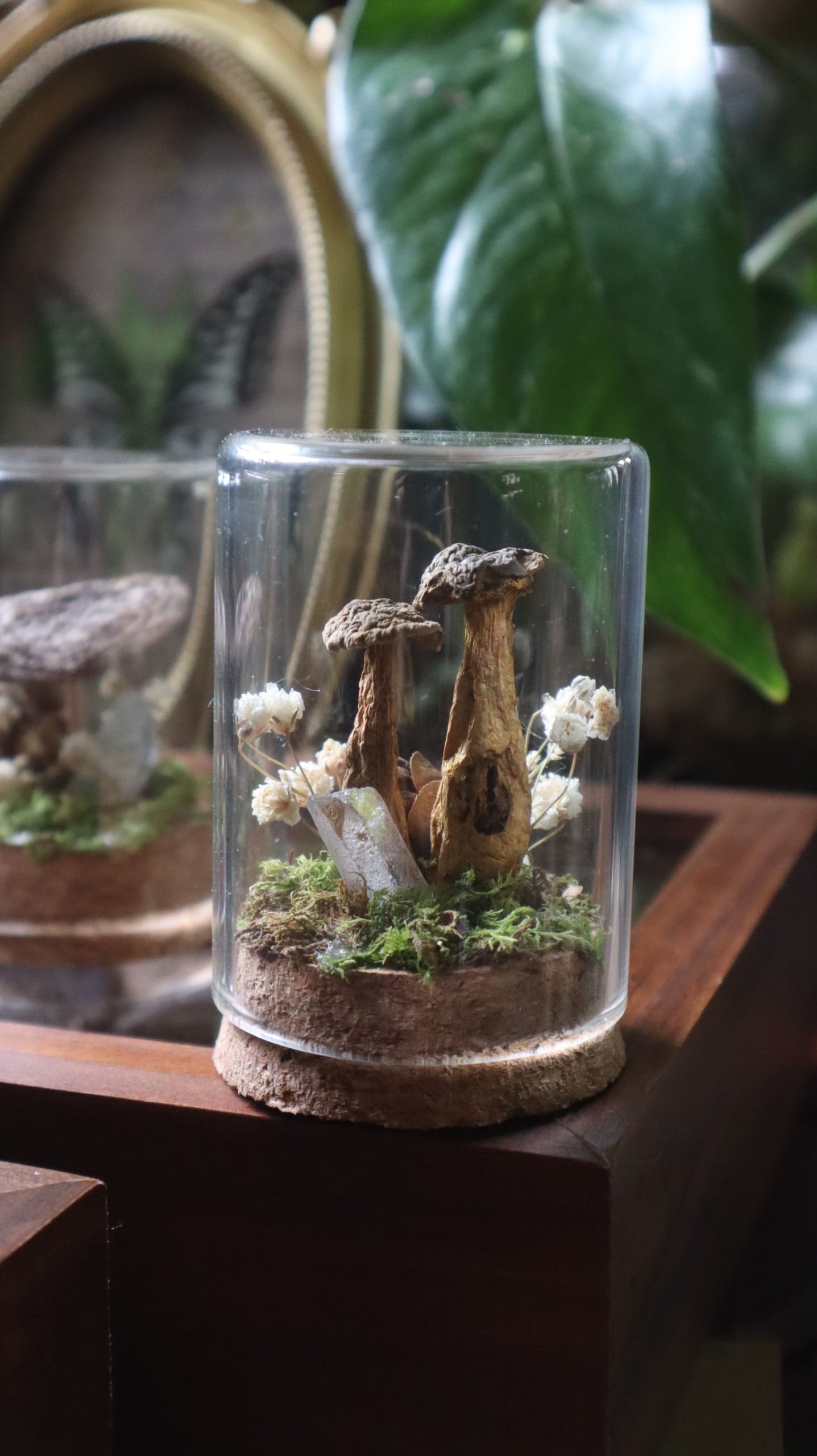 Preserved Woodland Mushroom Curiosity
