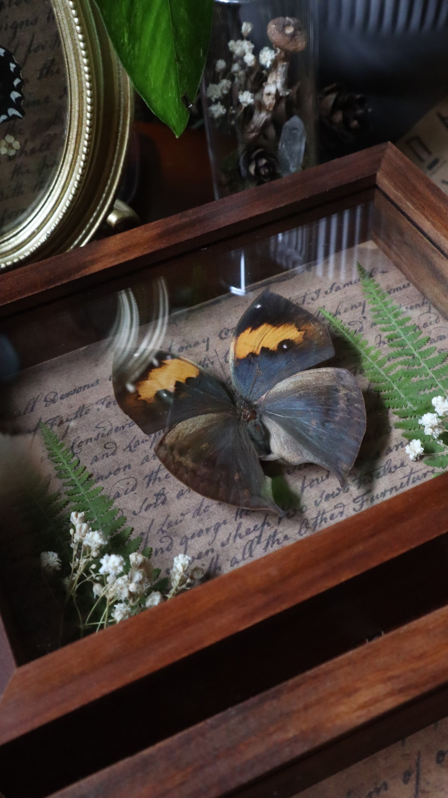 Brown Butterfly Framed Art