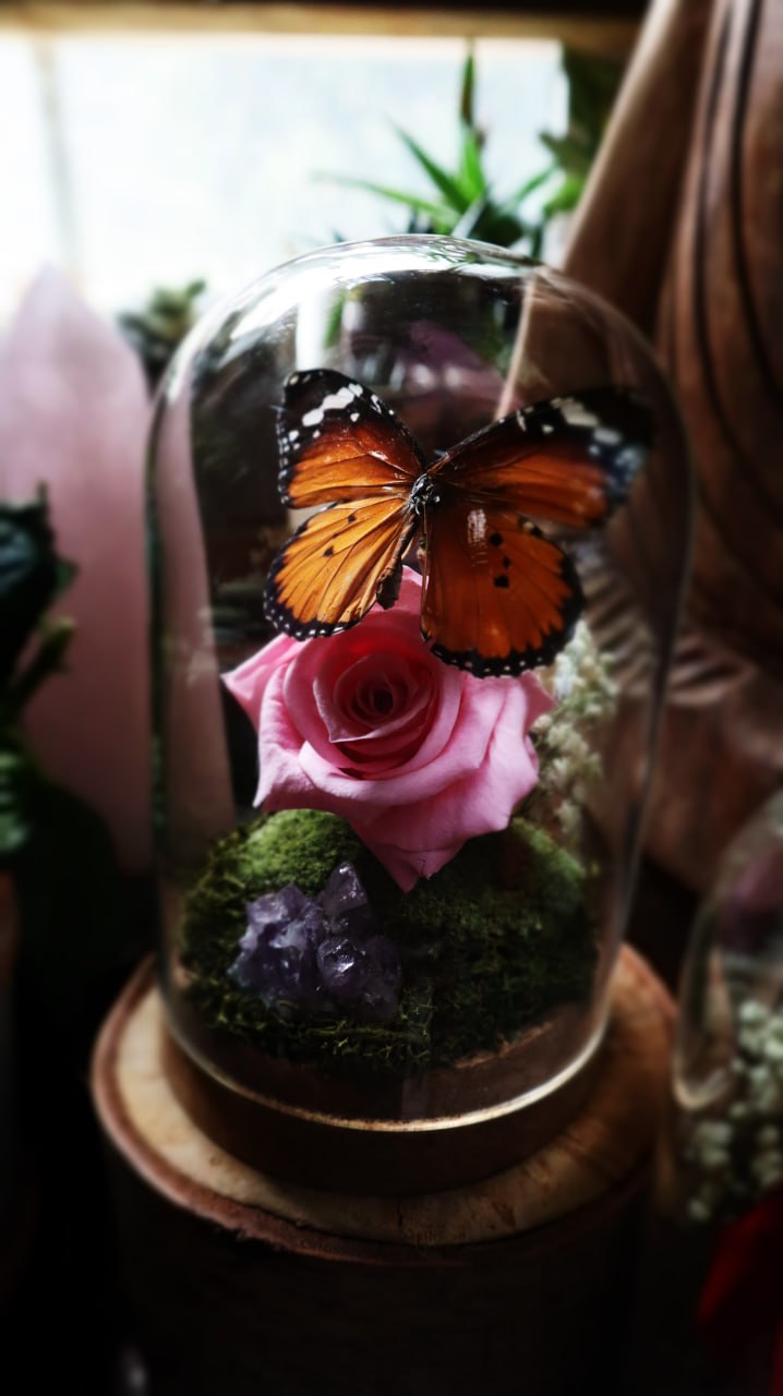 Preserved Butterfly & Rose Dome