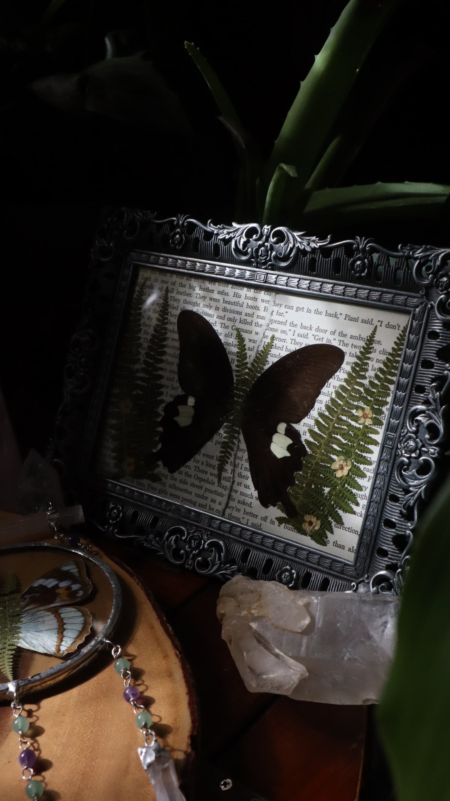 Black & White Swallowtail