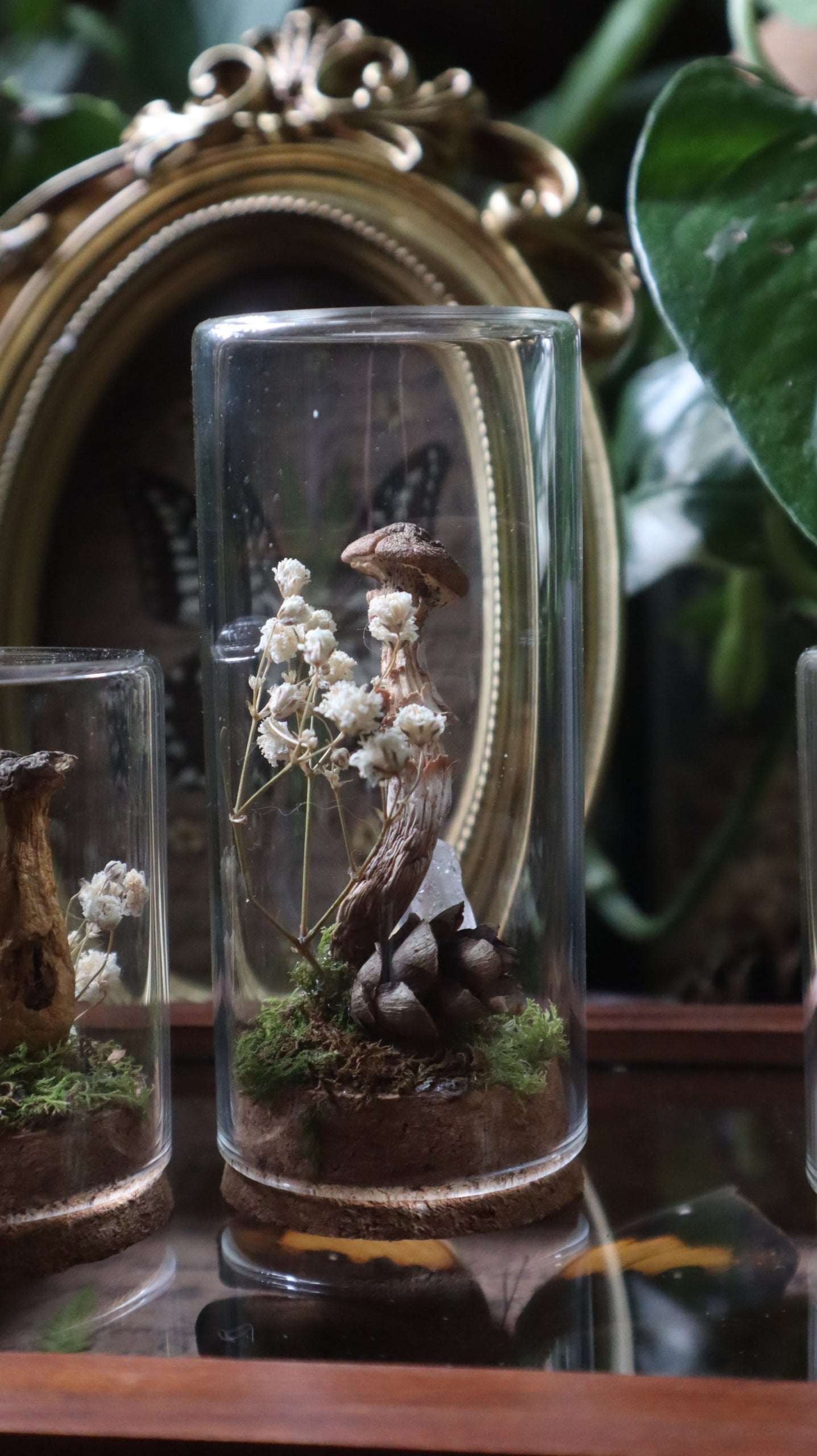 Preserved Woodland Mushroom Curiosity