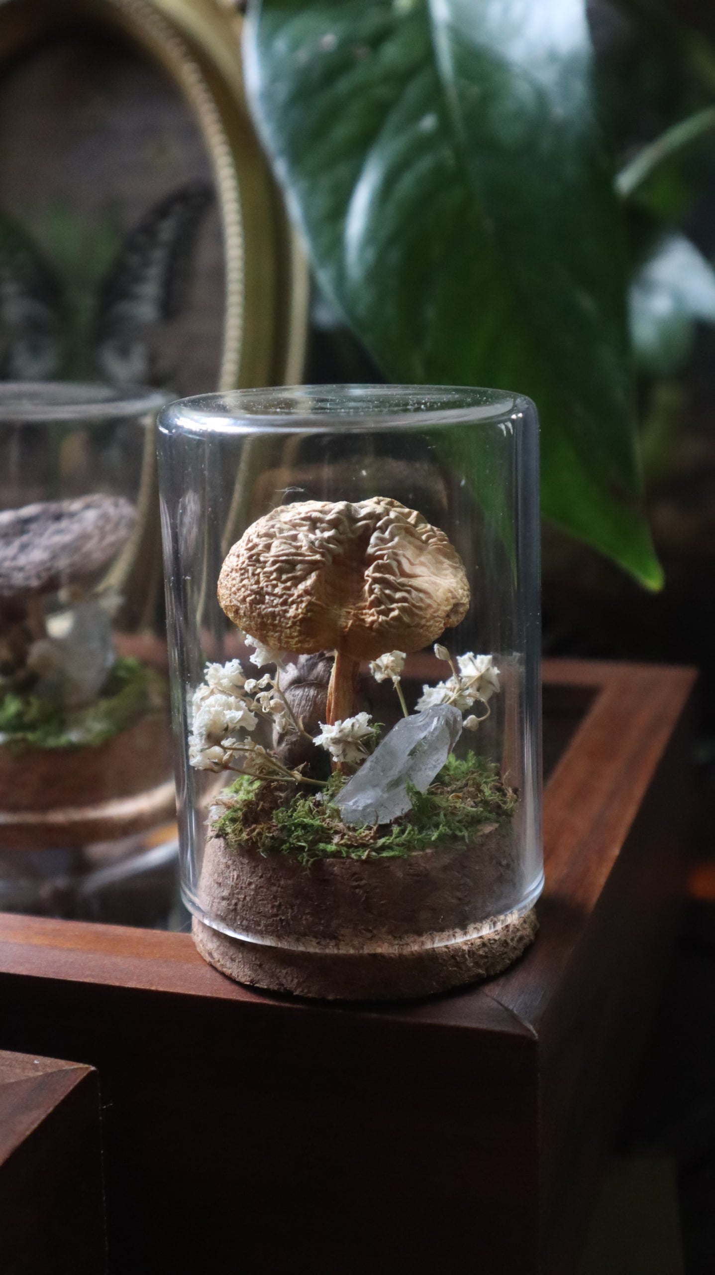 Preserved Woodland Mushroom Curiosity