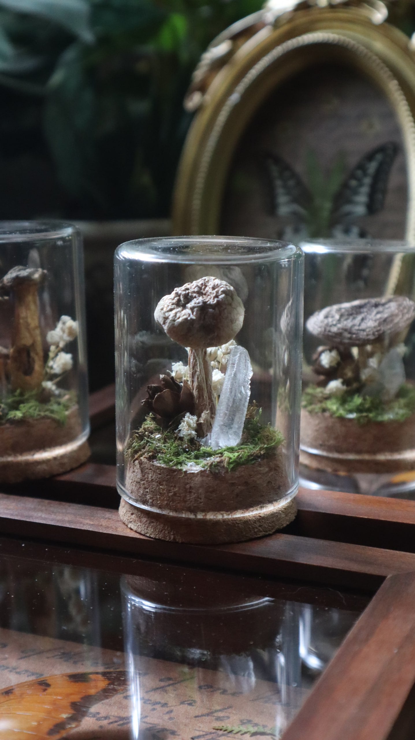Preserved Woodland Mushroom Curiosity