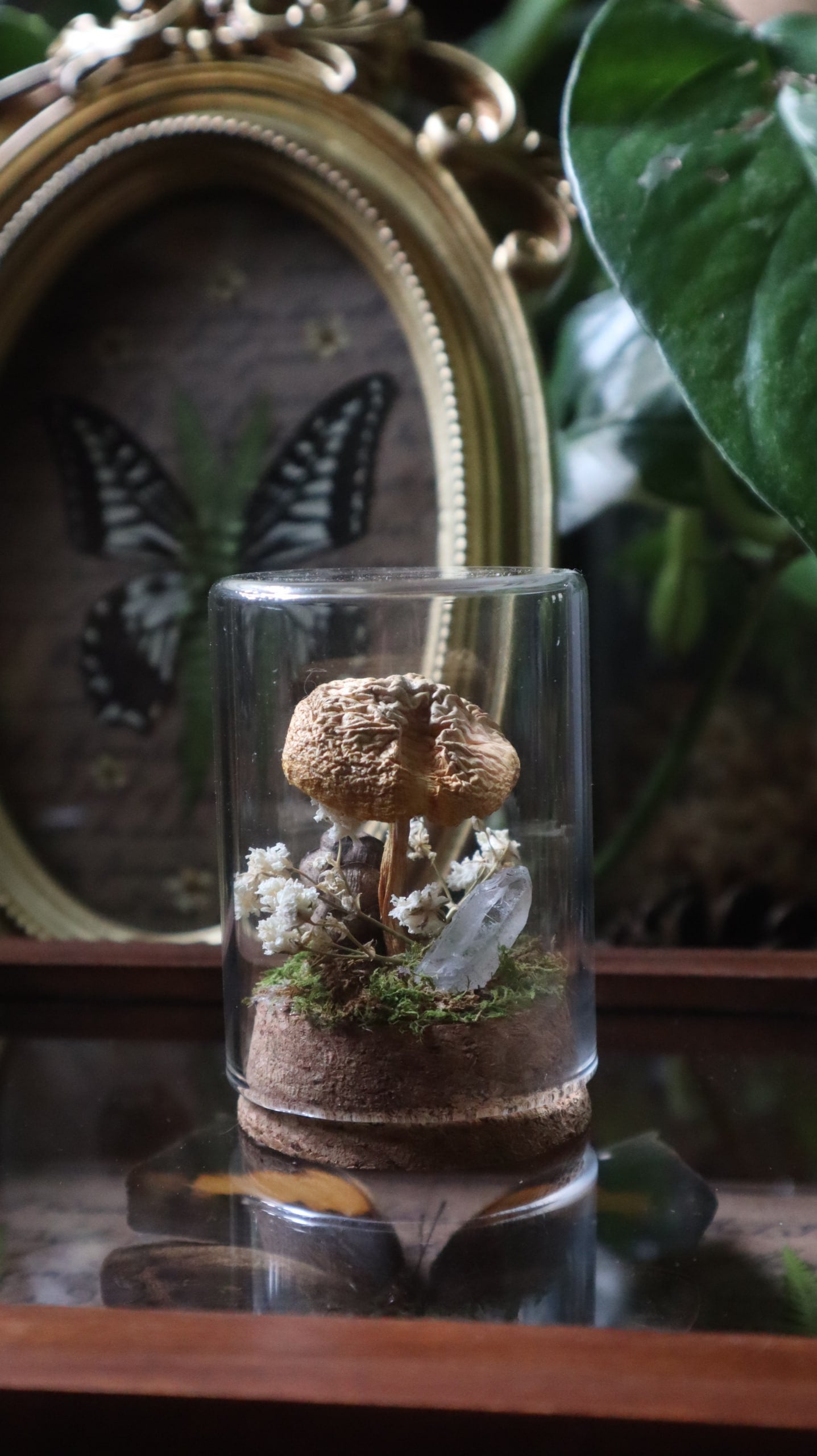 Preserved Woodland Mushroom Curiosity