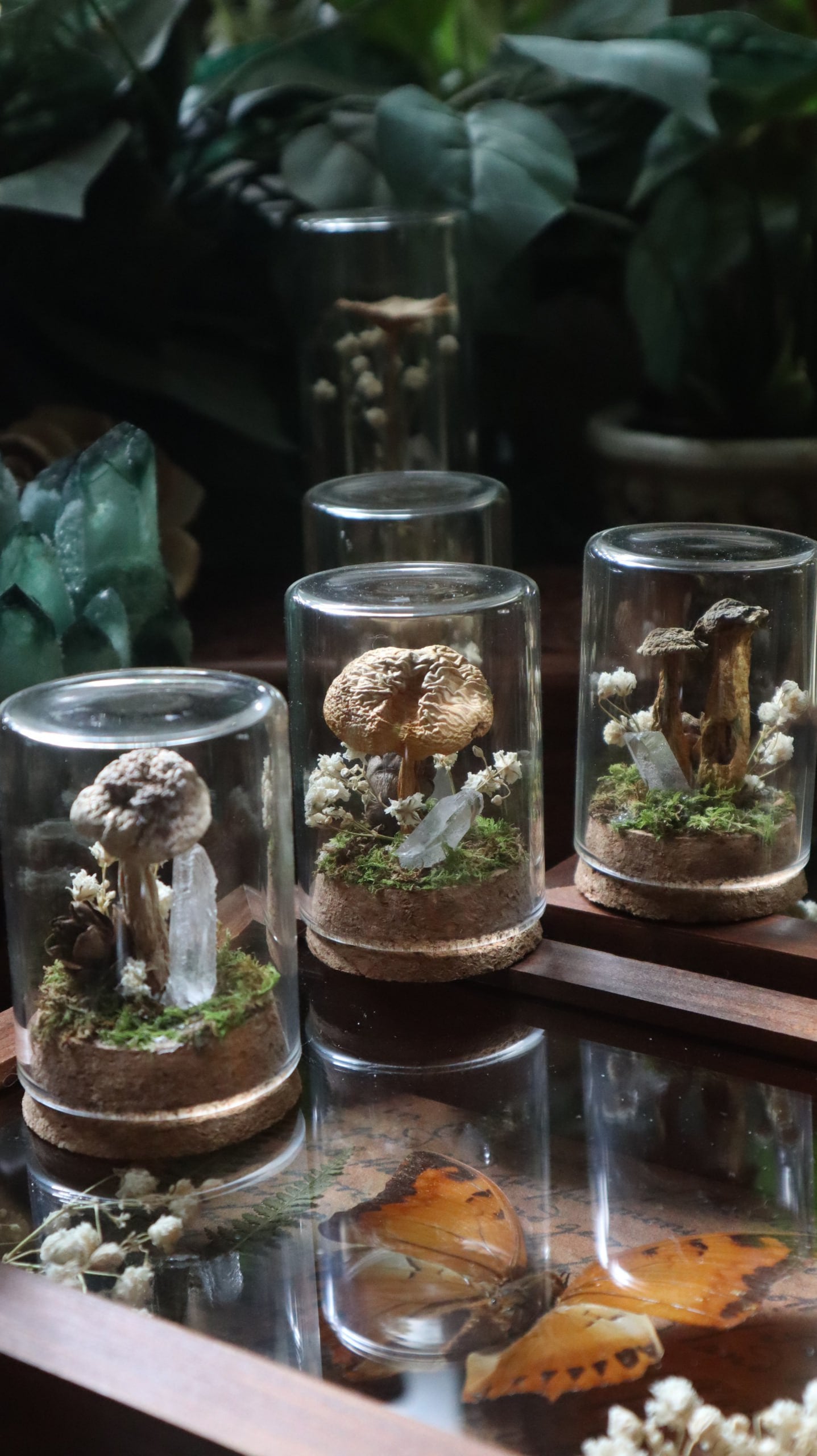 Preserved Woodland Mushroom Curiosity
