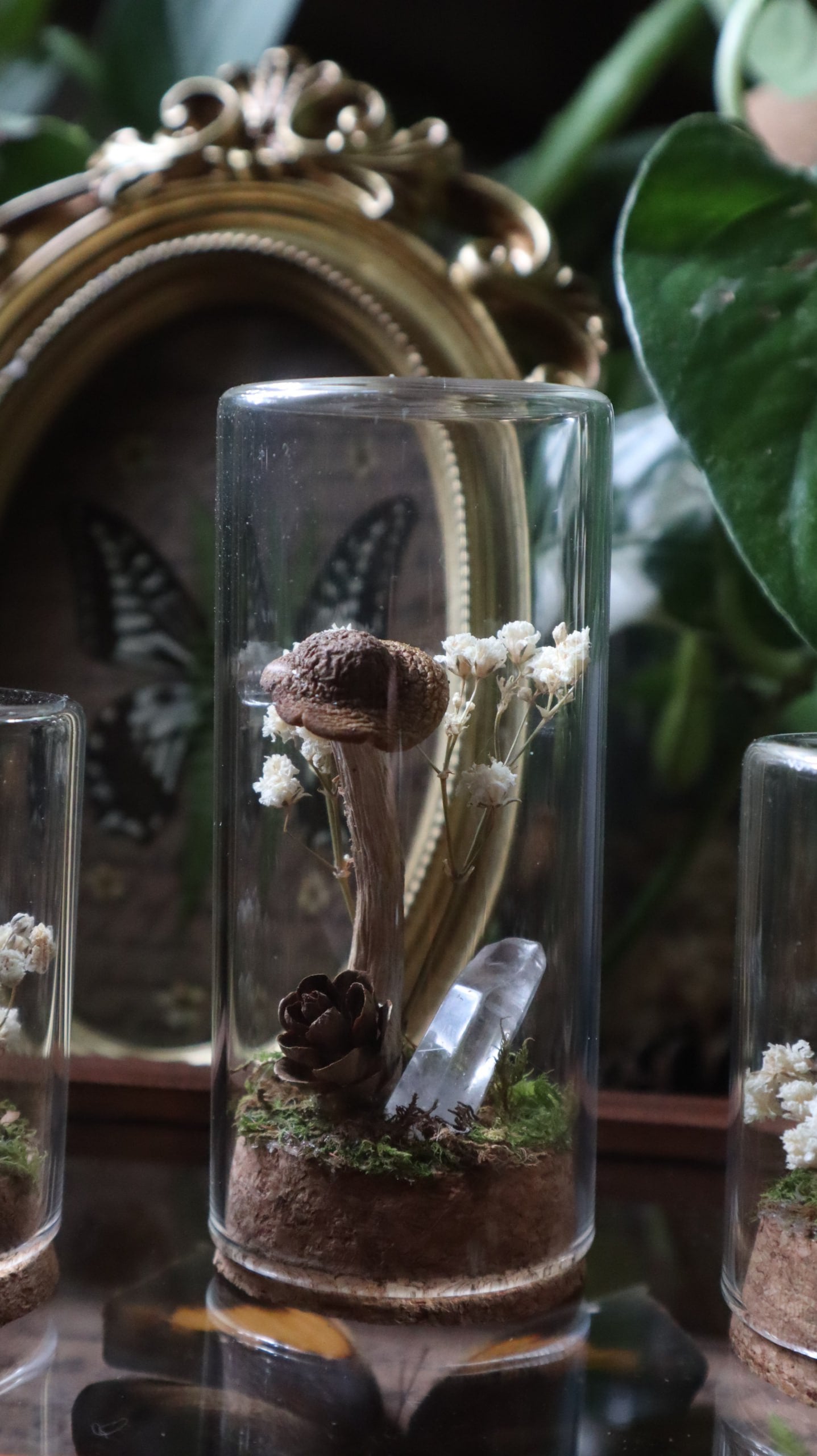 Preserved Woodland Mushroom Curiosity