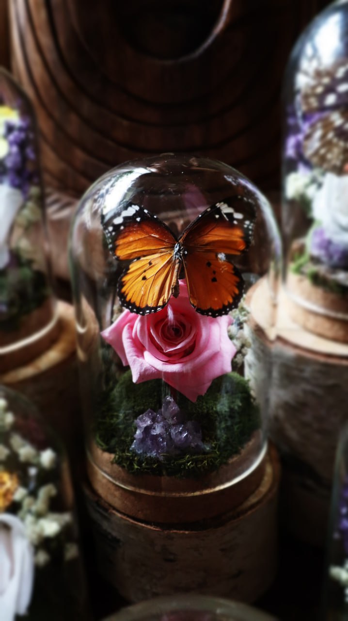Preserved Butterfly & Rose Dome