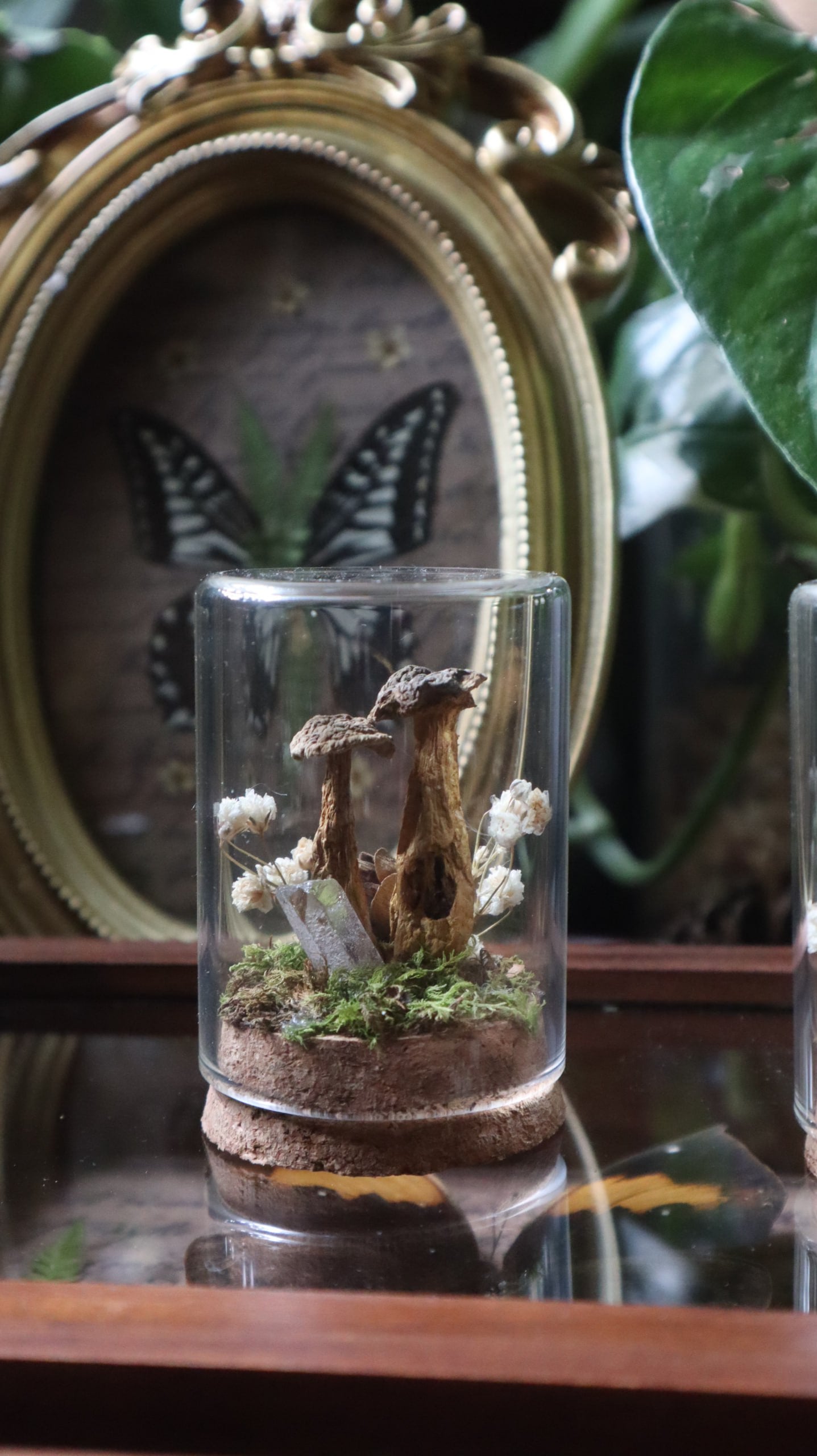 Preserved Woodland Mushroom Curiosity