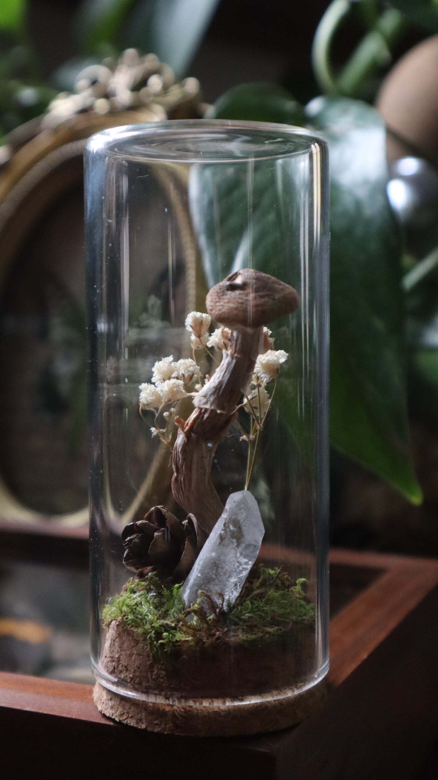 Preserved Woodland Mushroom Curiosity