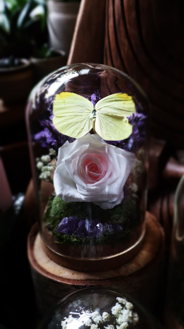 Preserved Butterfly & Rose Dome
