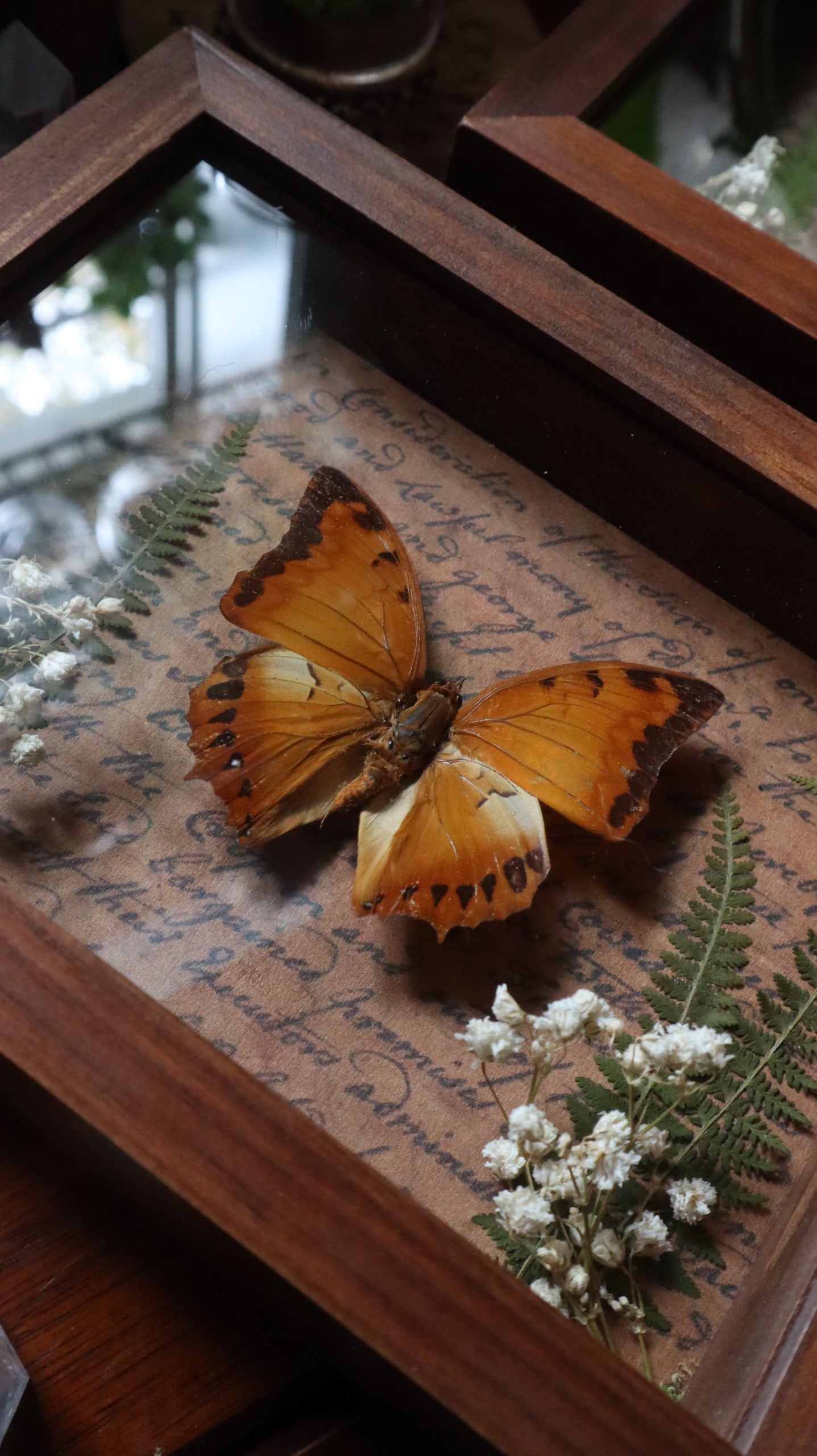 Orange Butterfly Framed Art