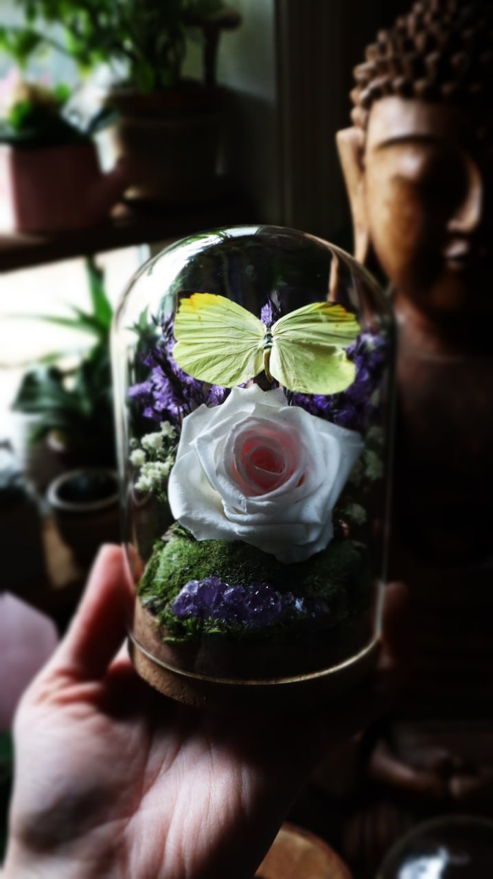 Preserved Butterfly & Rose Dome