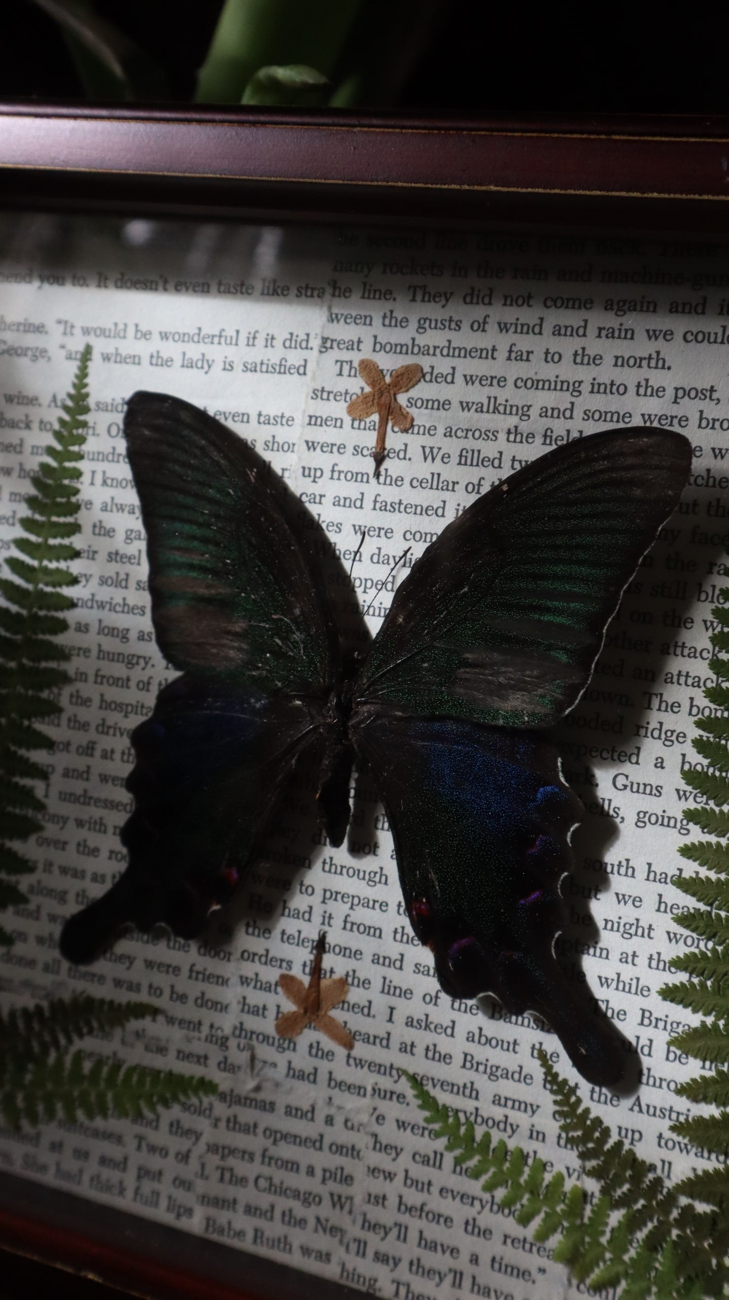 Blue & Green Swallowtail