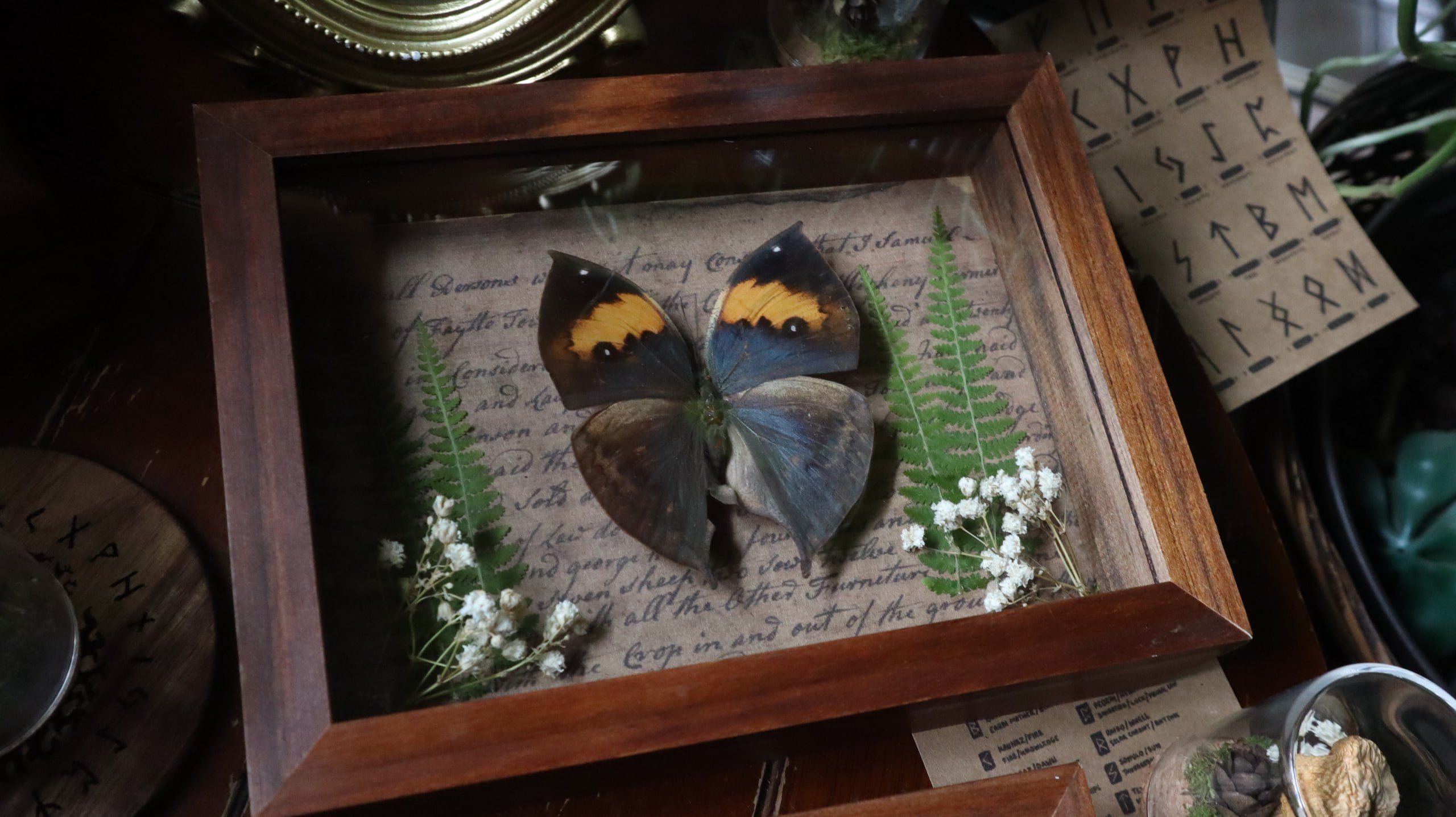 Brown Butterfly Framed Art