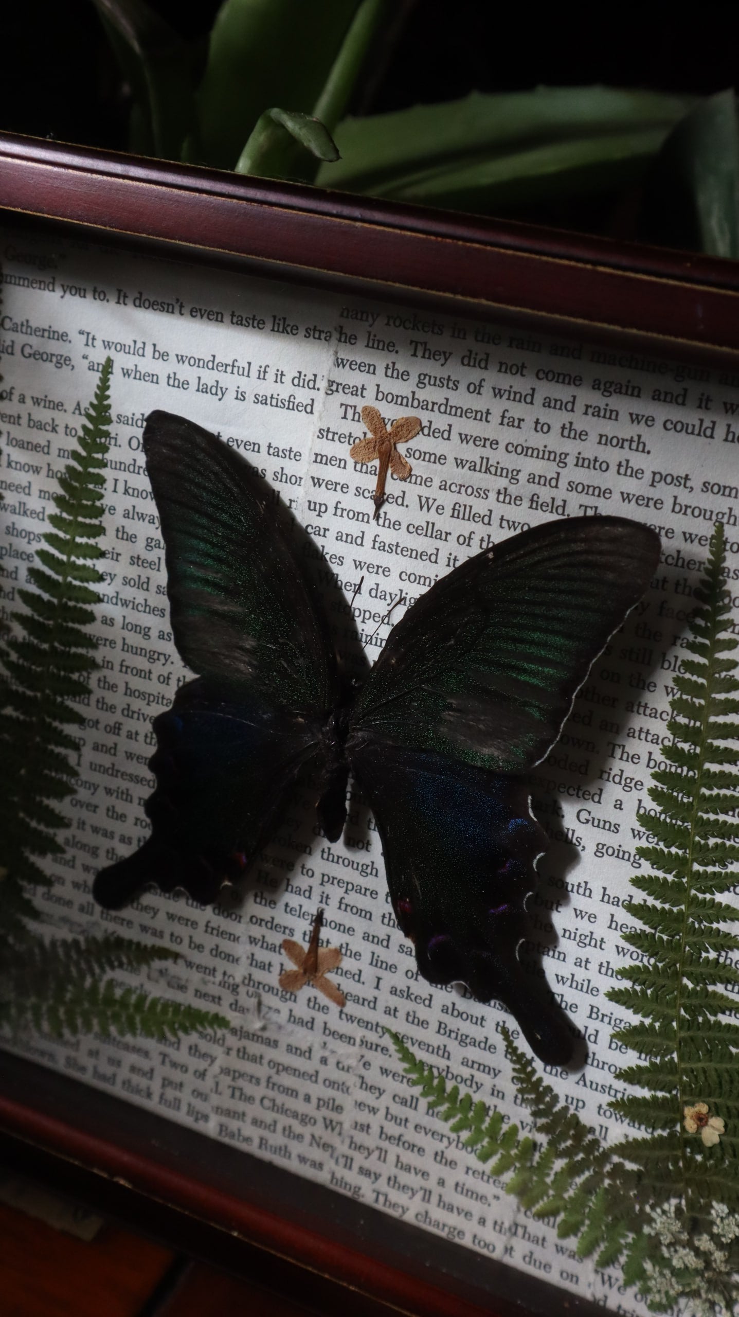 Blue & Green Swallowtail