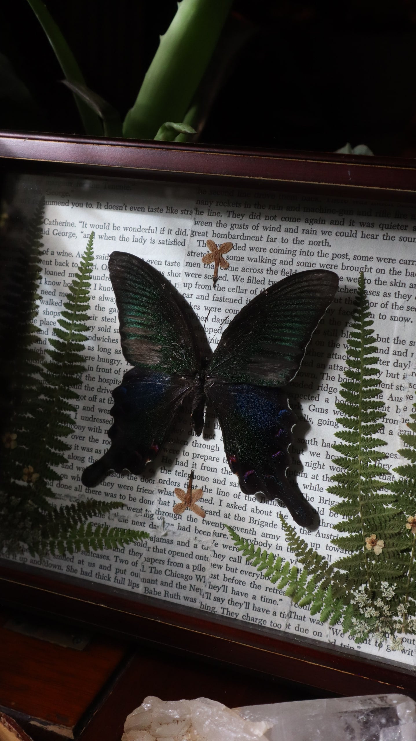 Blue & Green Swallowtail