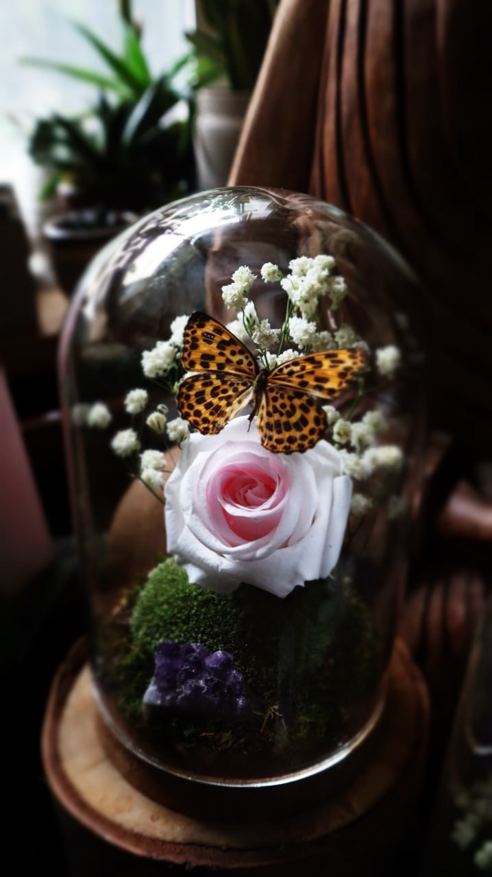 Preserved Butterfly & Rose Dome