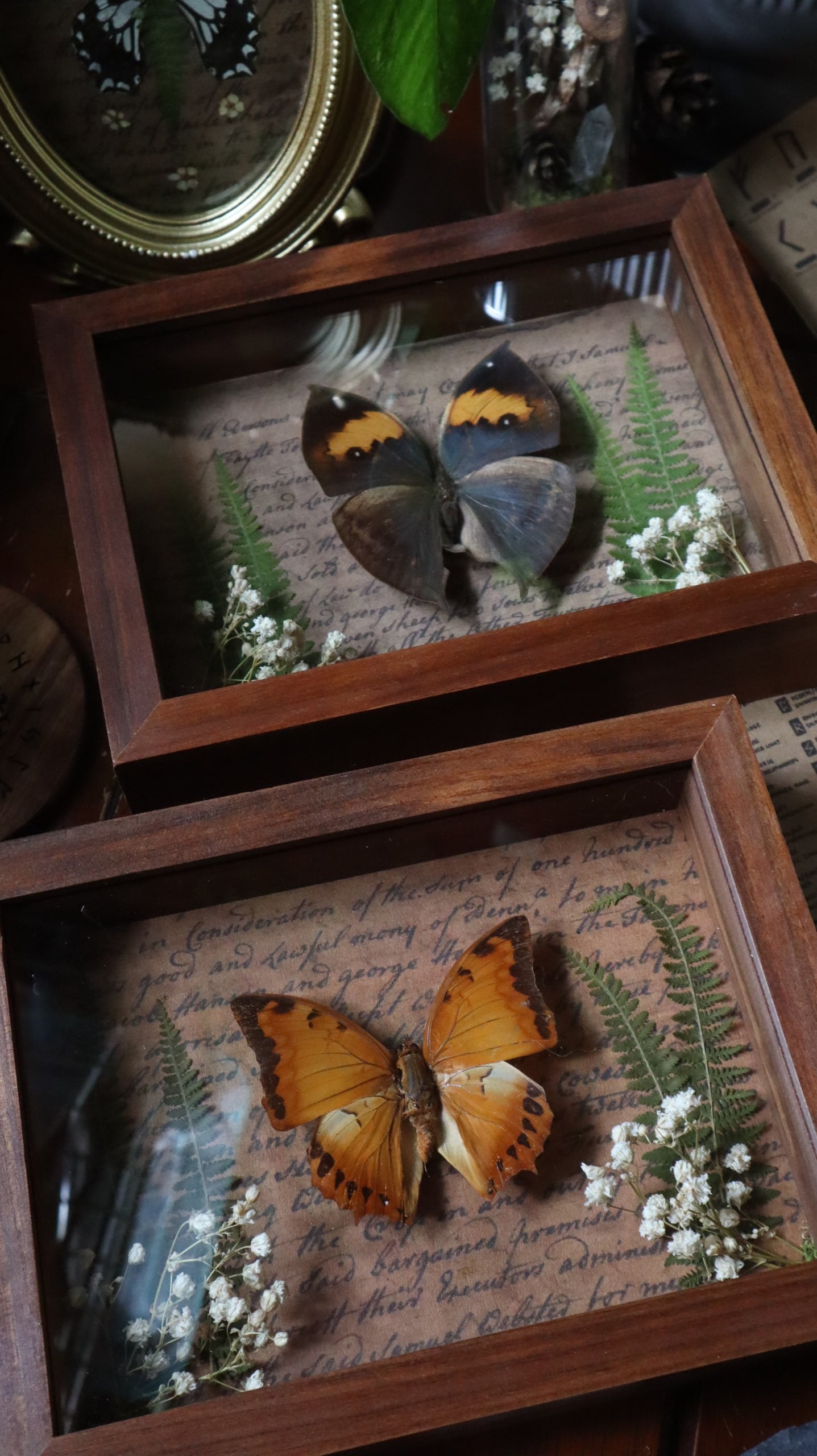 Brown Butterfly Framed Art