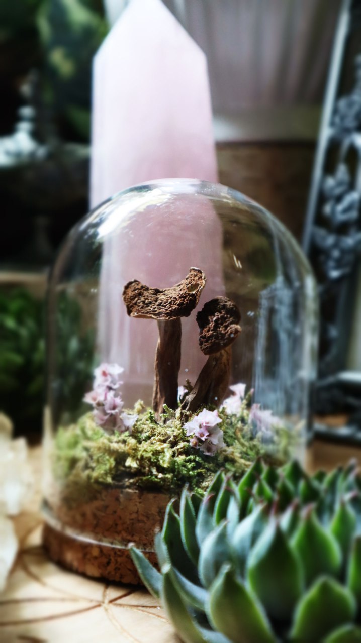 Real Preserved Mushroom Dome