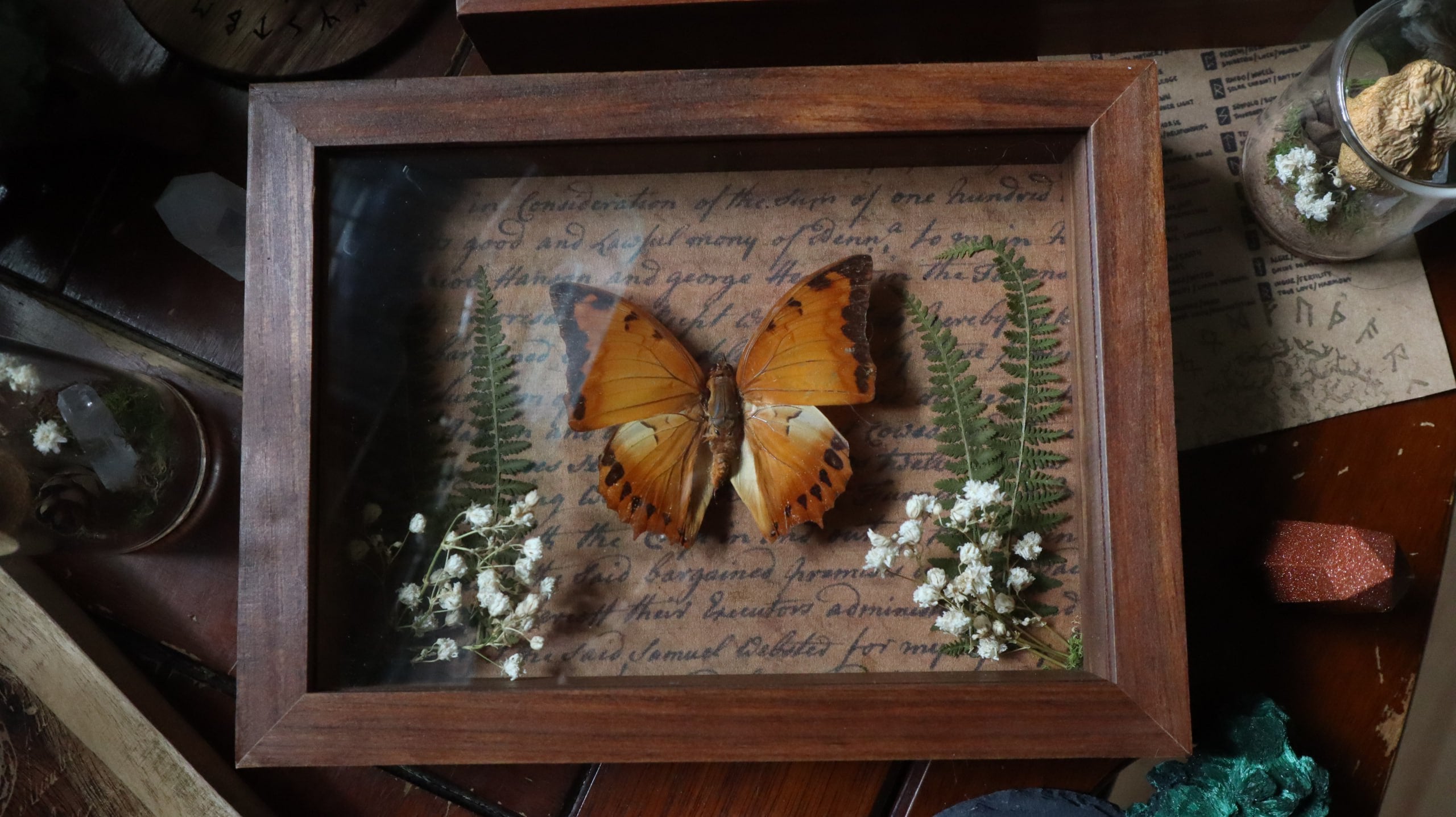Orange Butterfly Framed Art