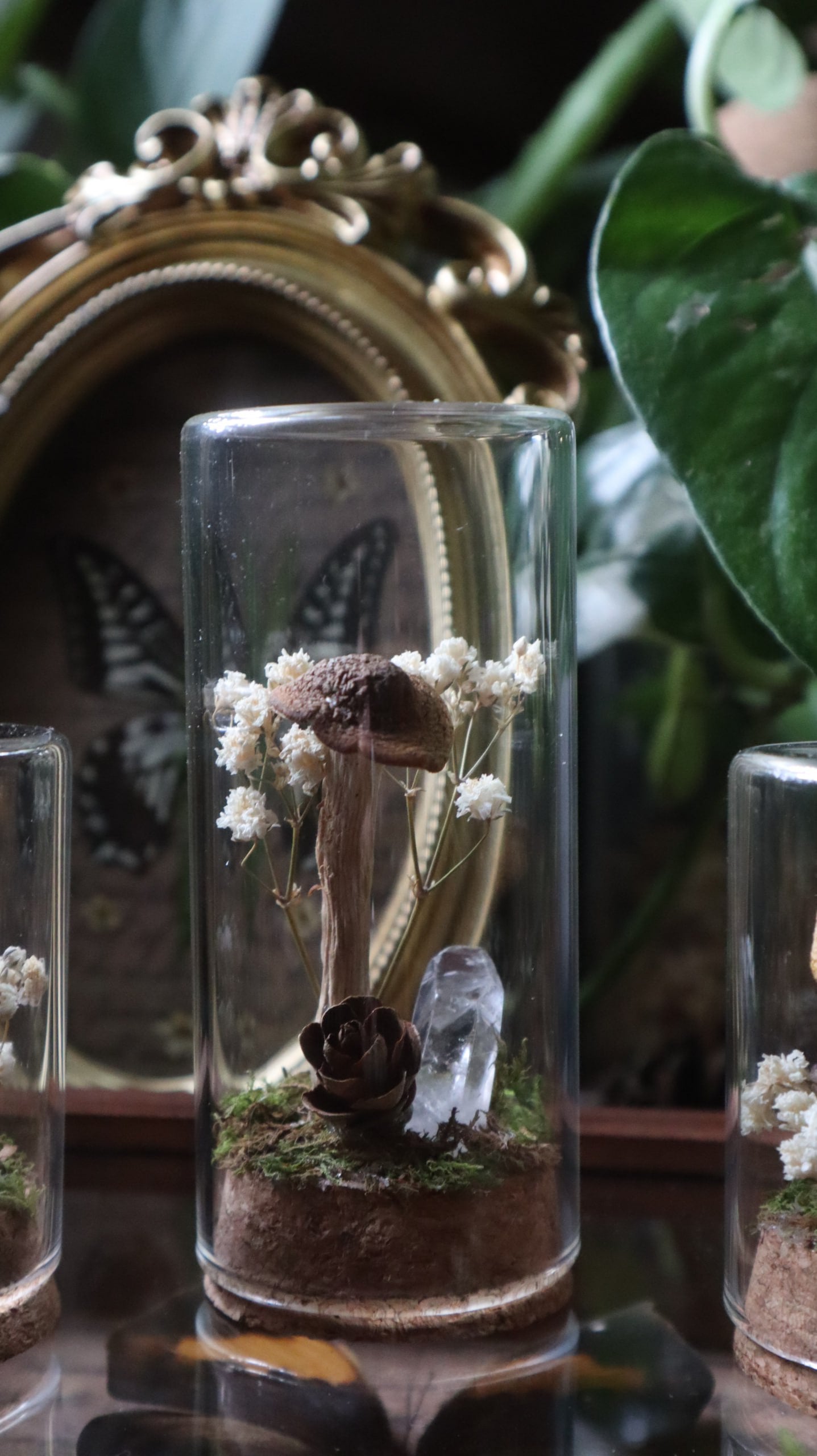 Preserved Woodland Mushroom Curiosity