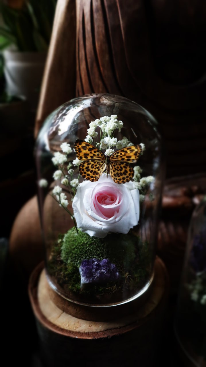 Preserved Butterfly & Rose Dome