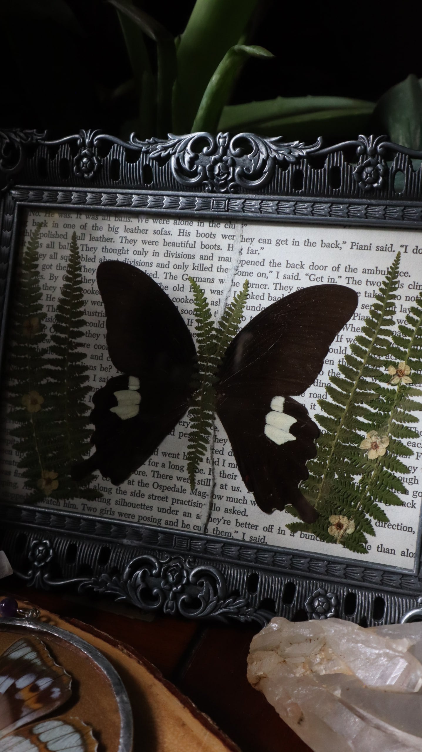 Black & White Swallowtail