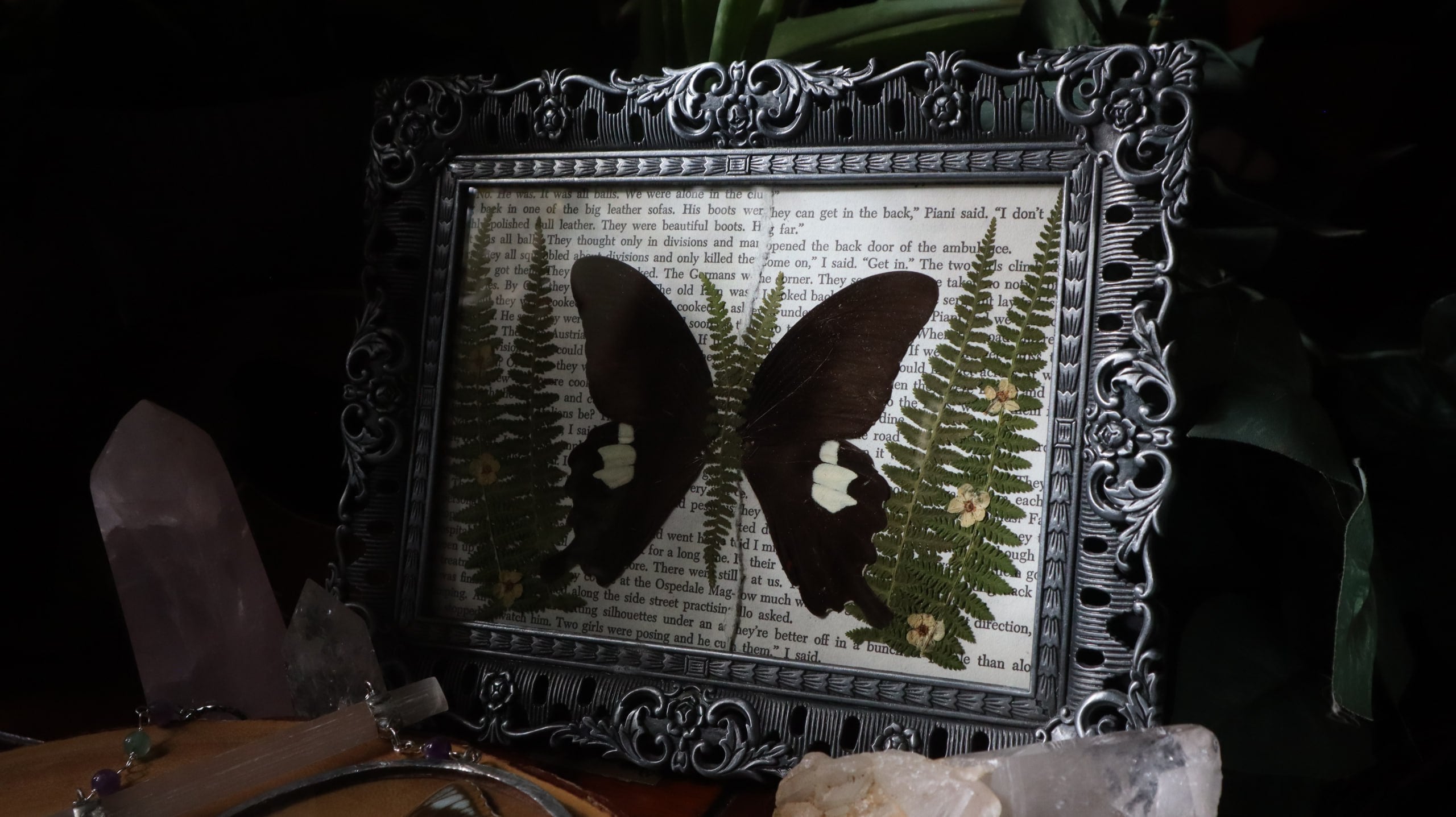 Black & White Swallowtail