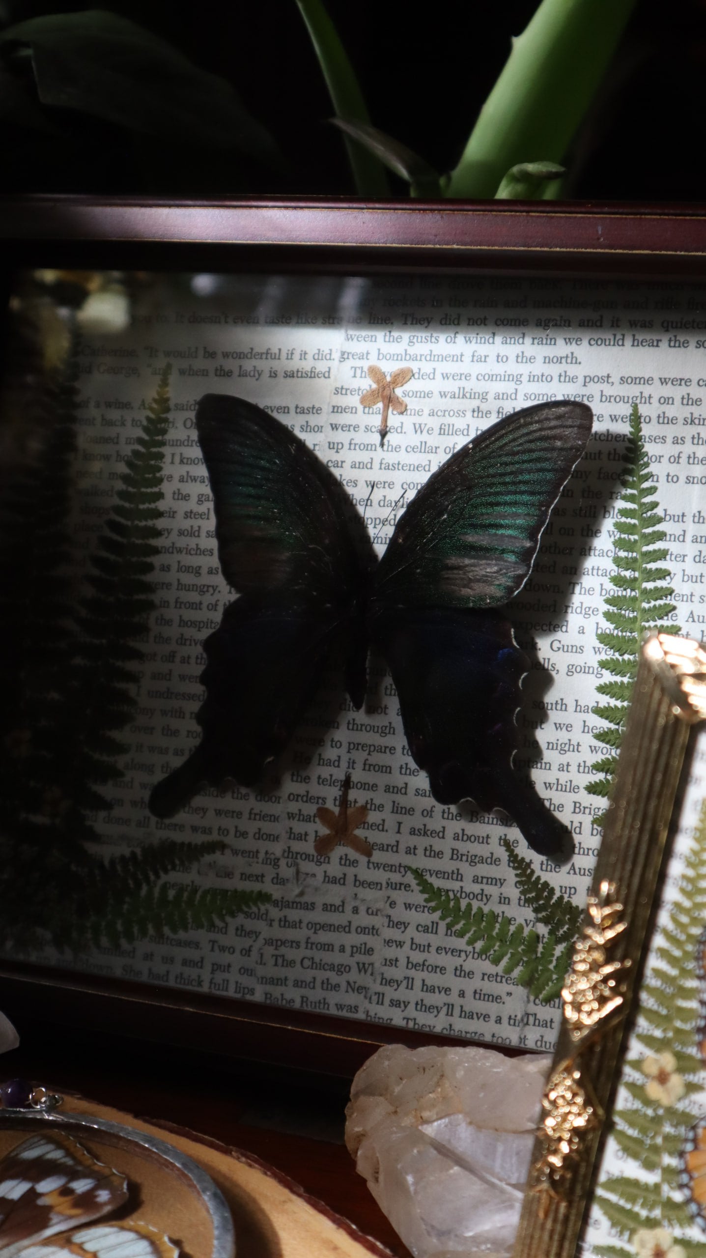 Blue & Green Swallowtail