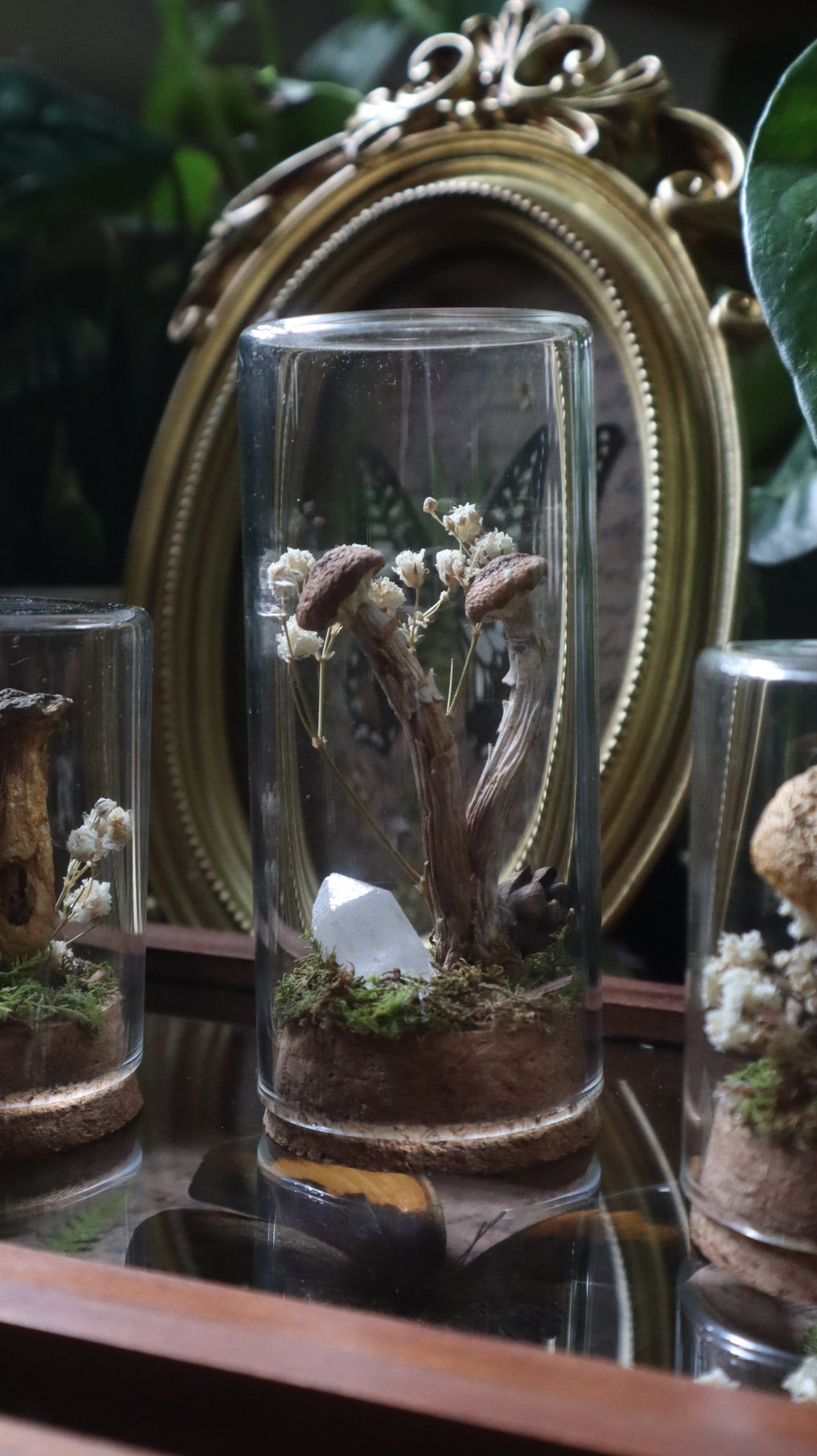 Preserved Woodland Mushroom Curiosity