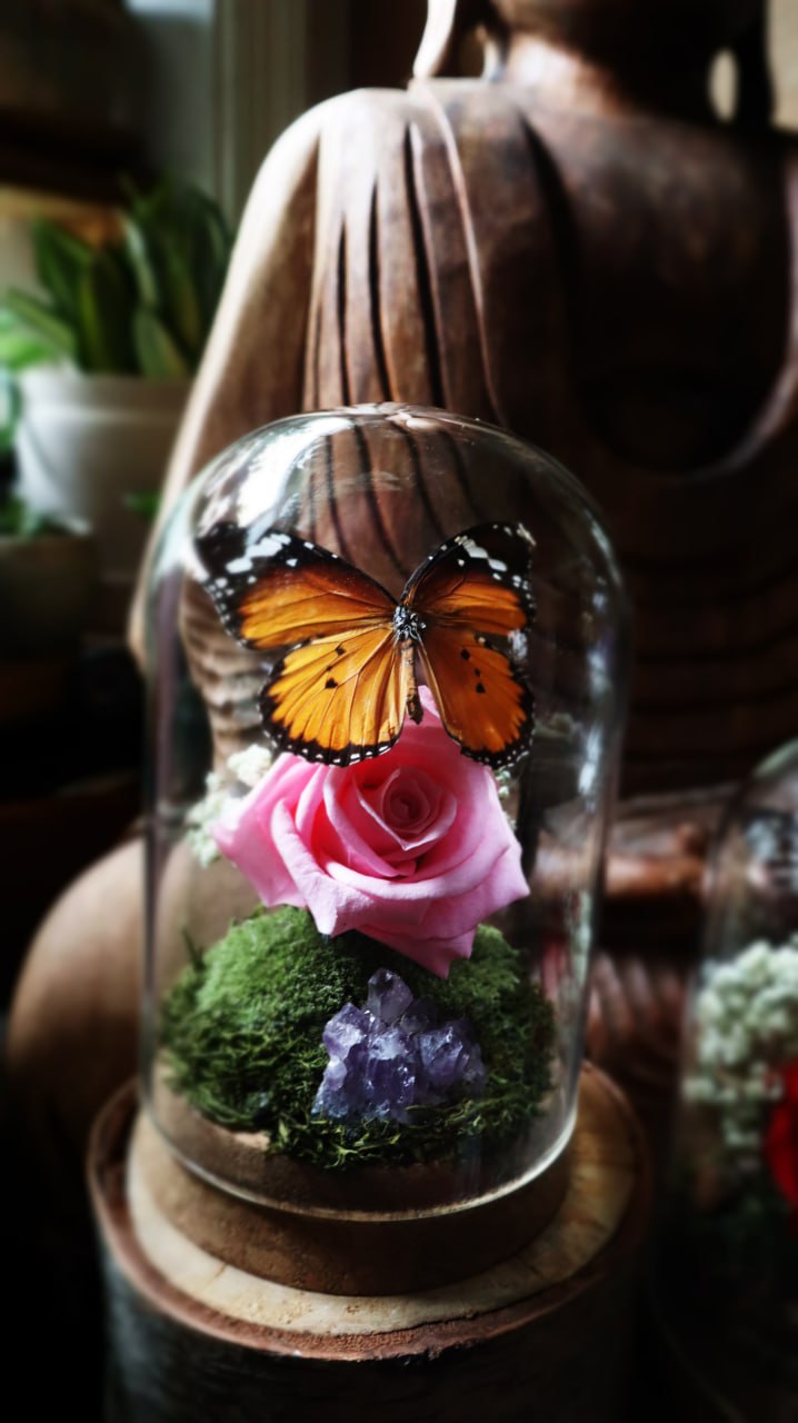Preserved Butterfly & Rose Dome