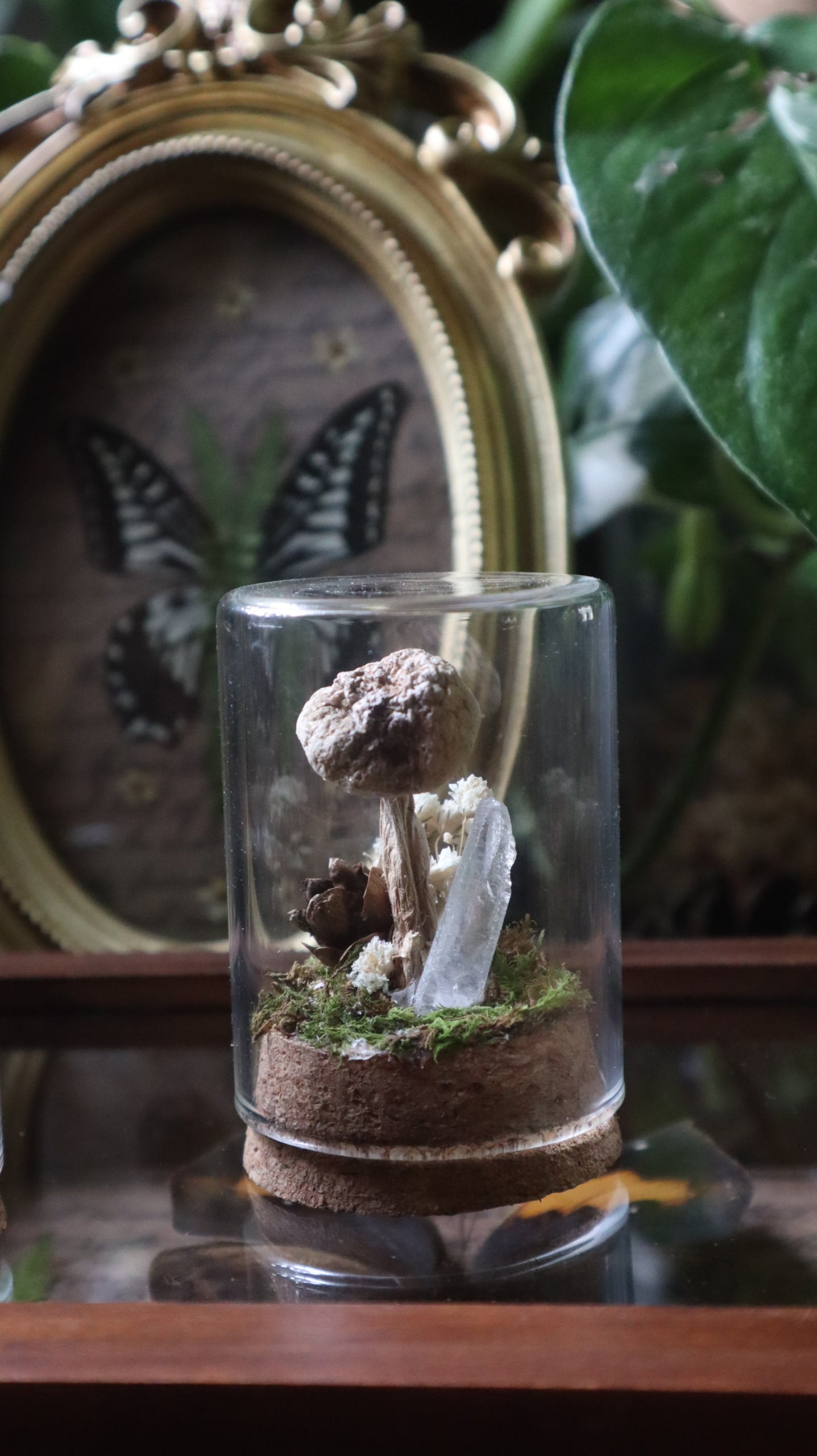 Preserved Woodland Mushroom Curiosity