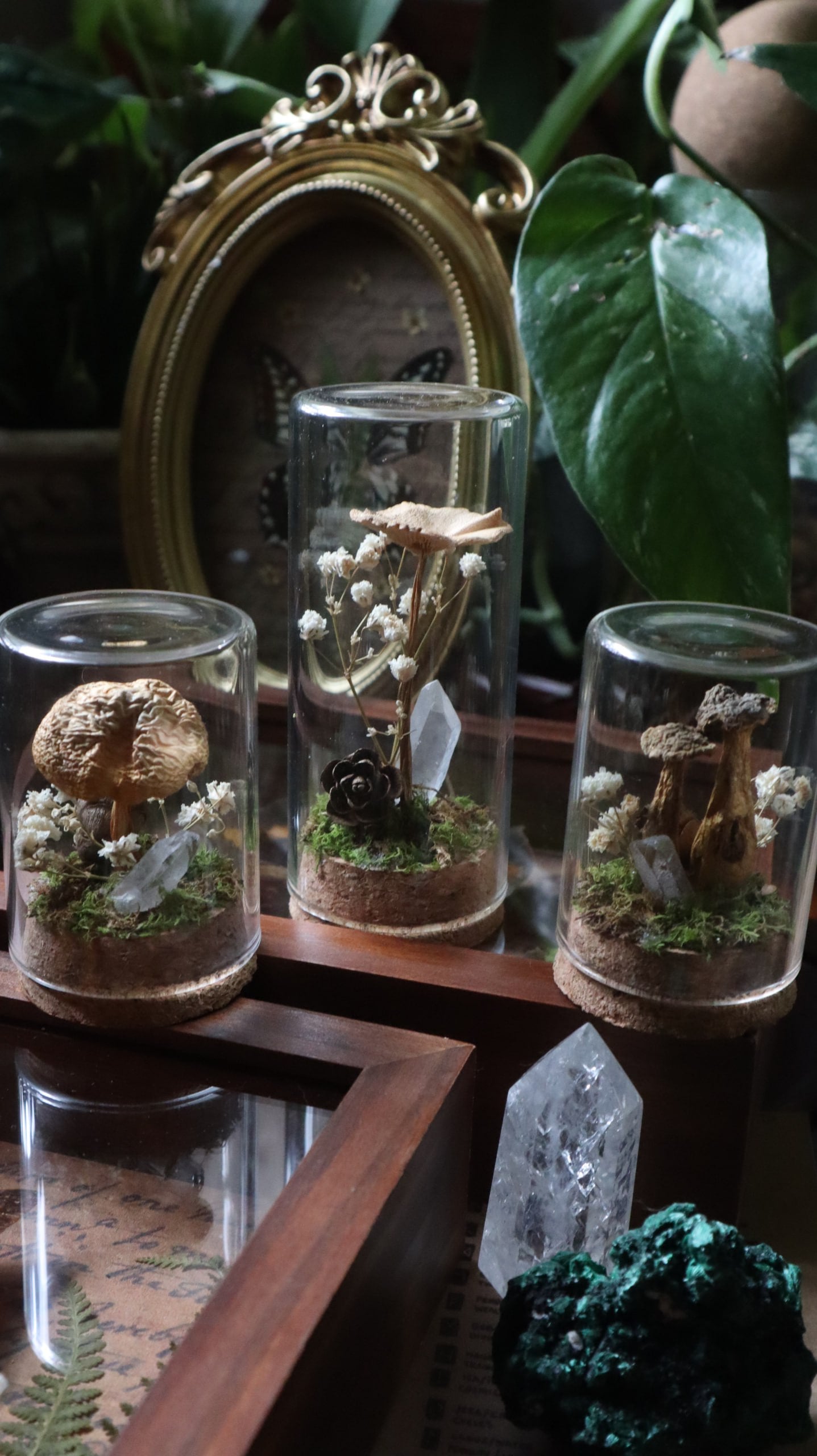 Preserved Woodland Mushroom Curiosity