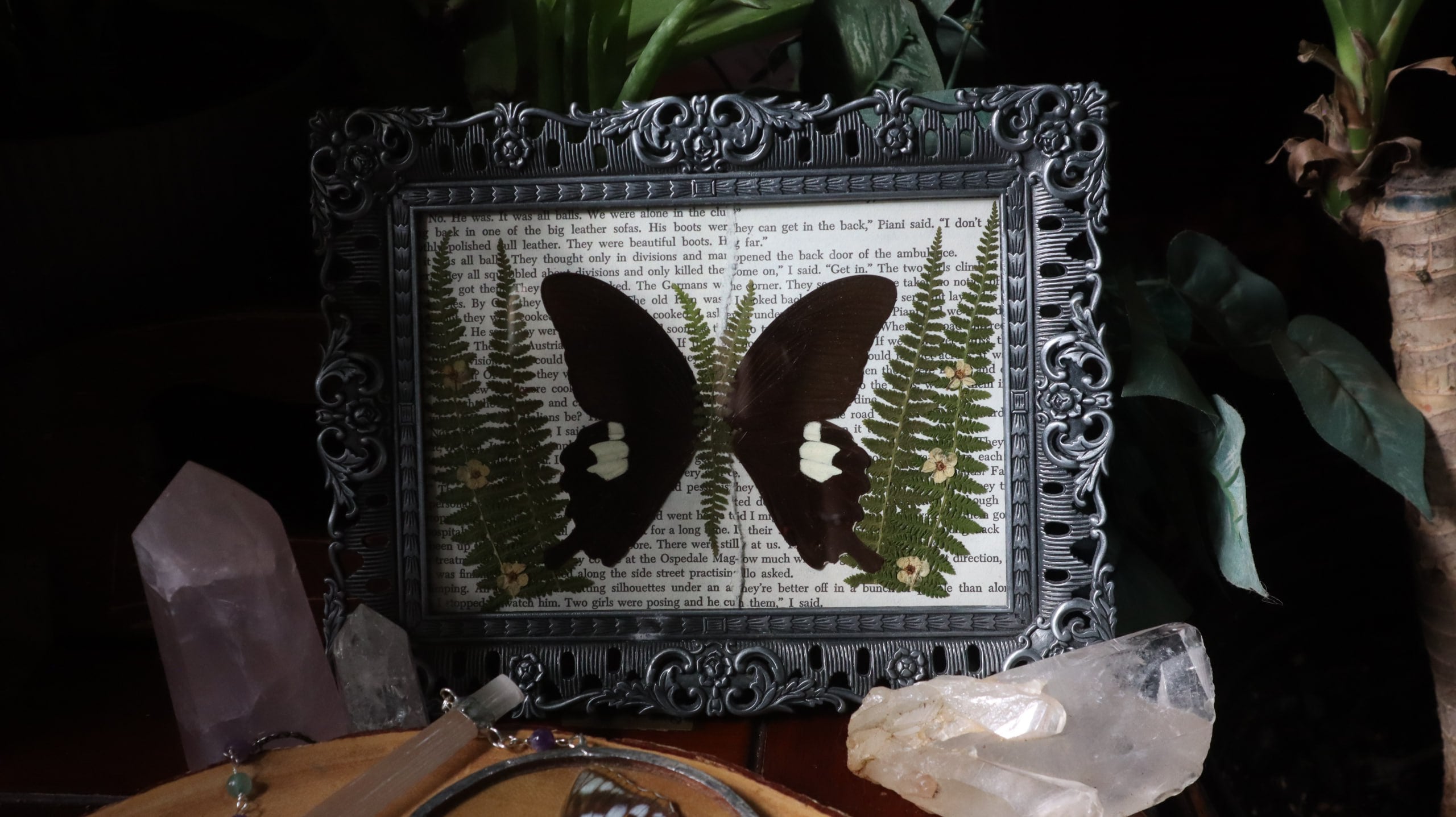 Black & White Swallowtail