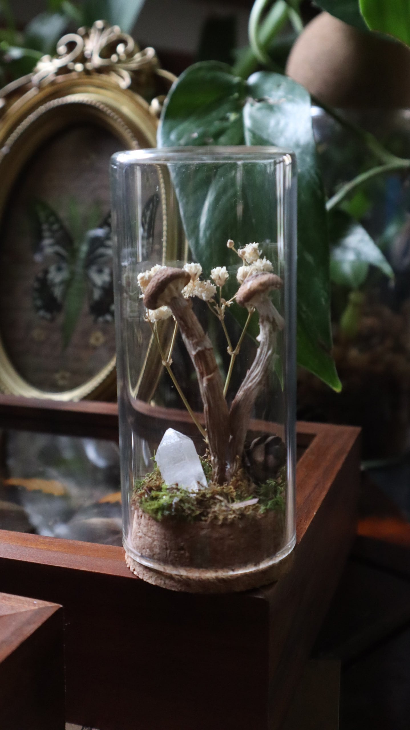 Preserved Woodland Mushroom Curiosity