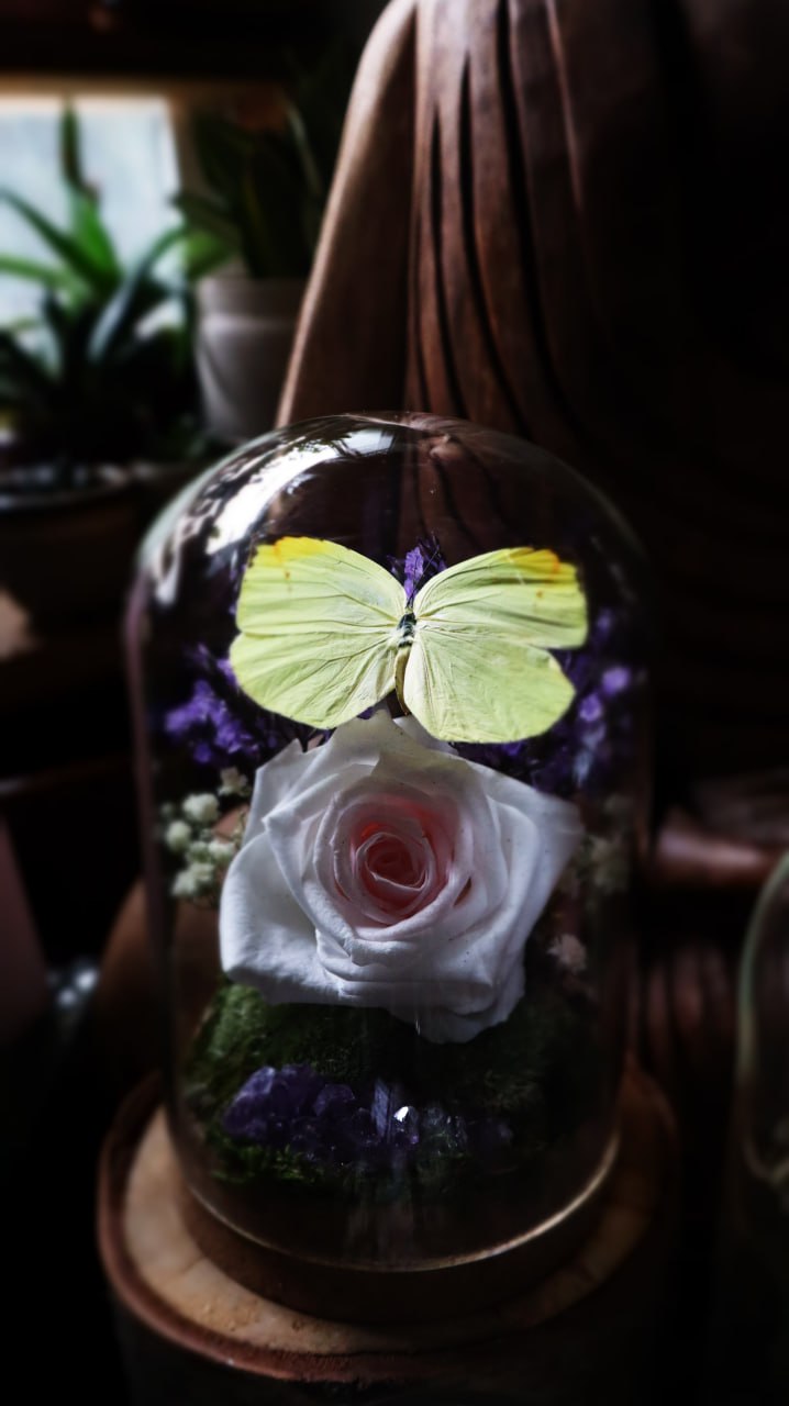 Preserved Butterfly & Rose Dome